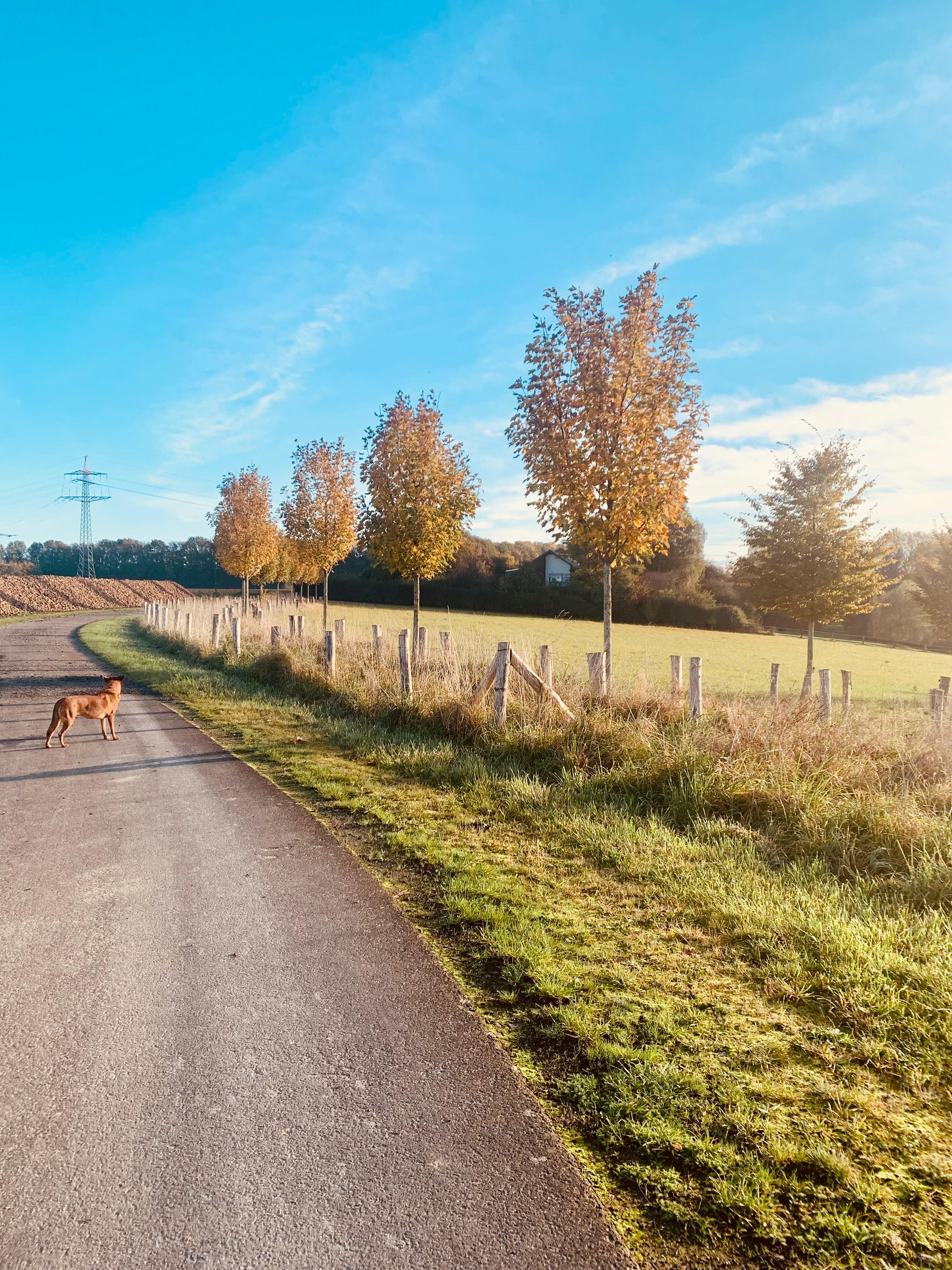 Herbstspaziergang 🍂
#Naturliebe #Hundemensch #Herbst #Sonne #Landleben #Ferien 