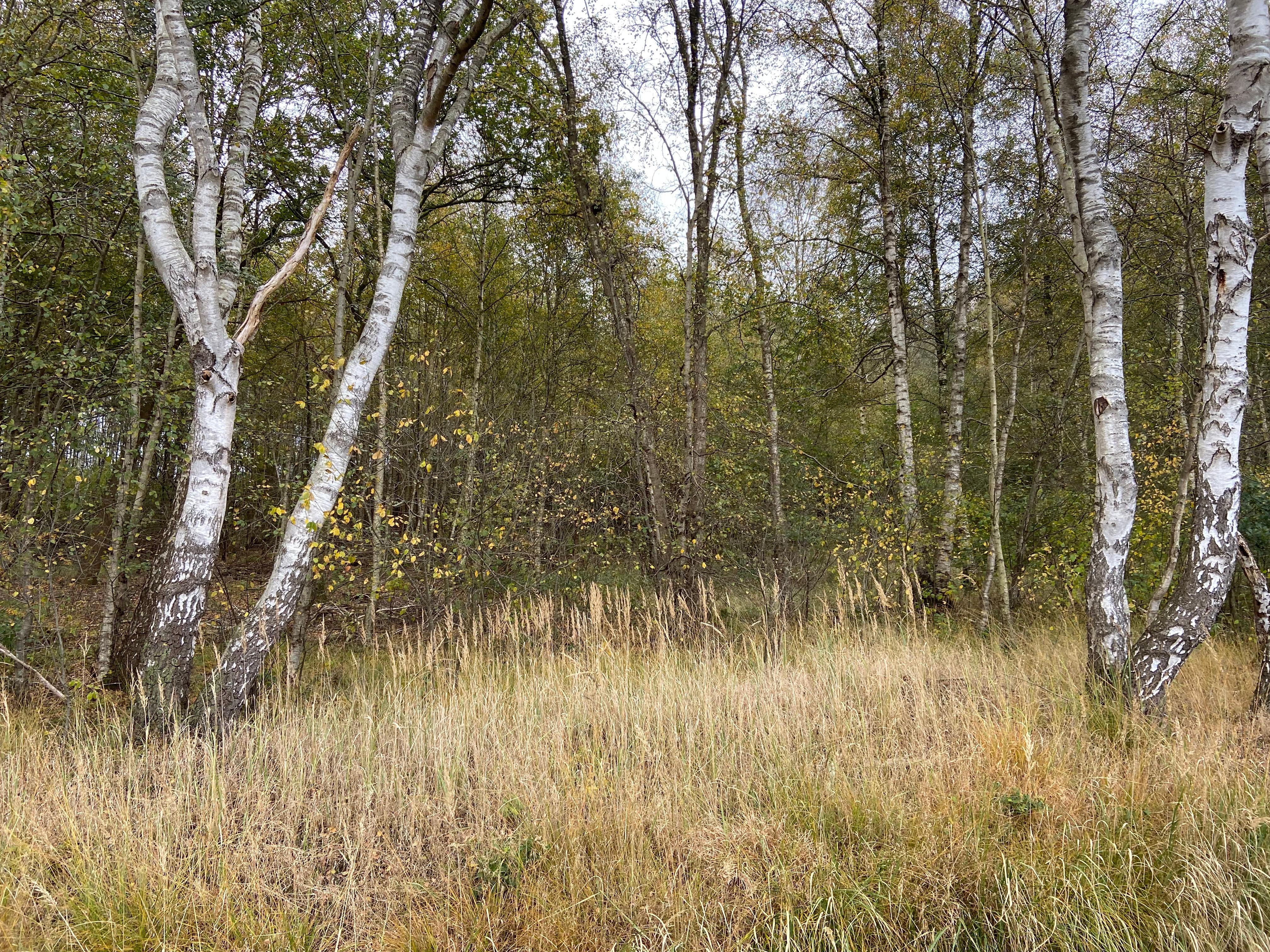 #Herbstspaziergang im Moor
#Birkenwald