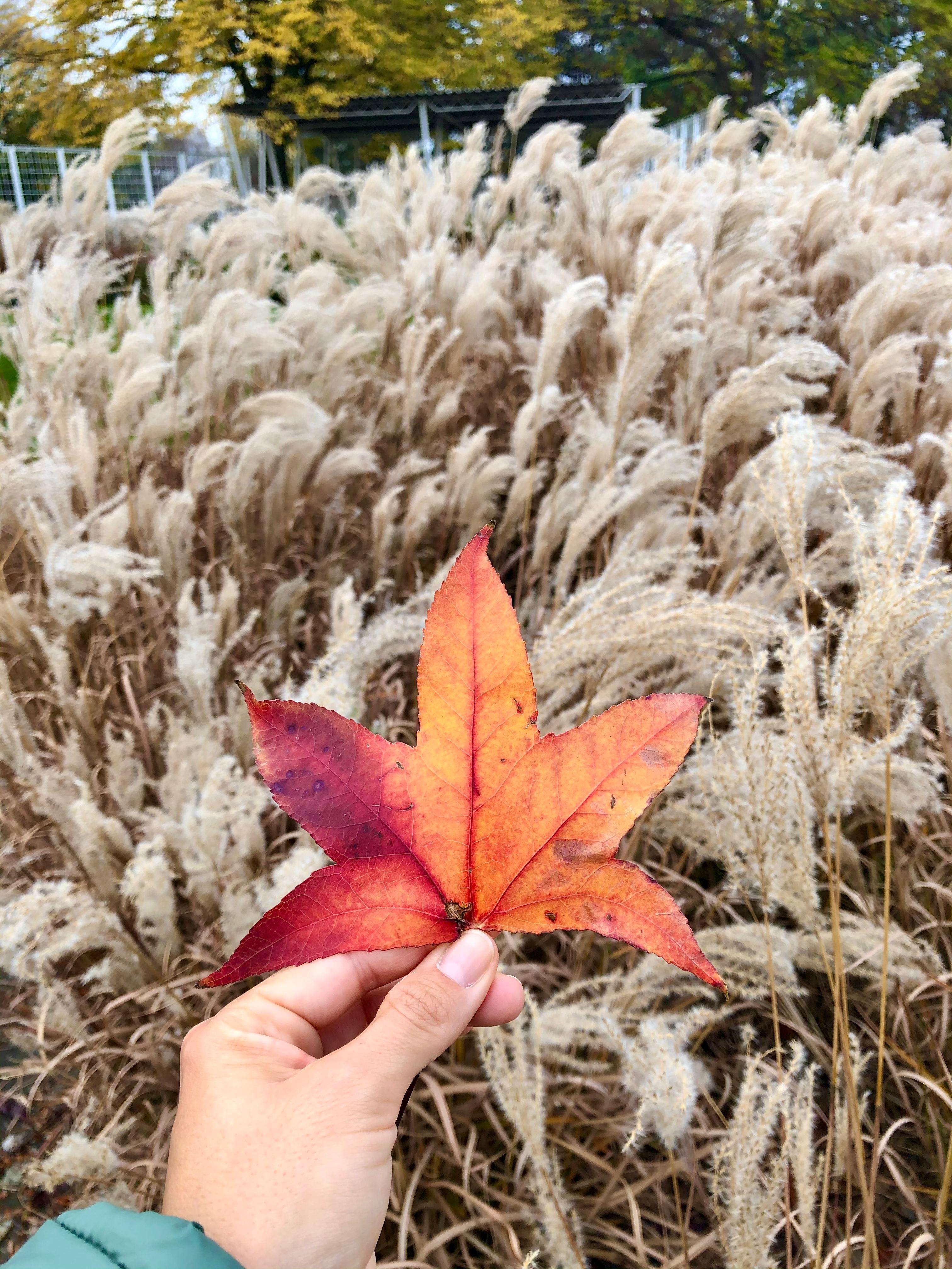 Herbstspaziergang #köln #deutz #meinveedel #herbstfarben #sonntag