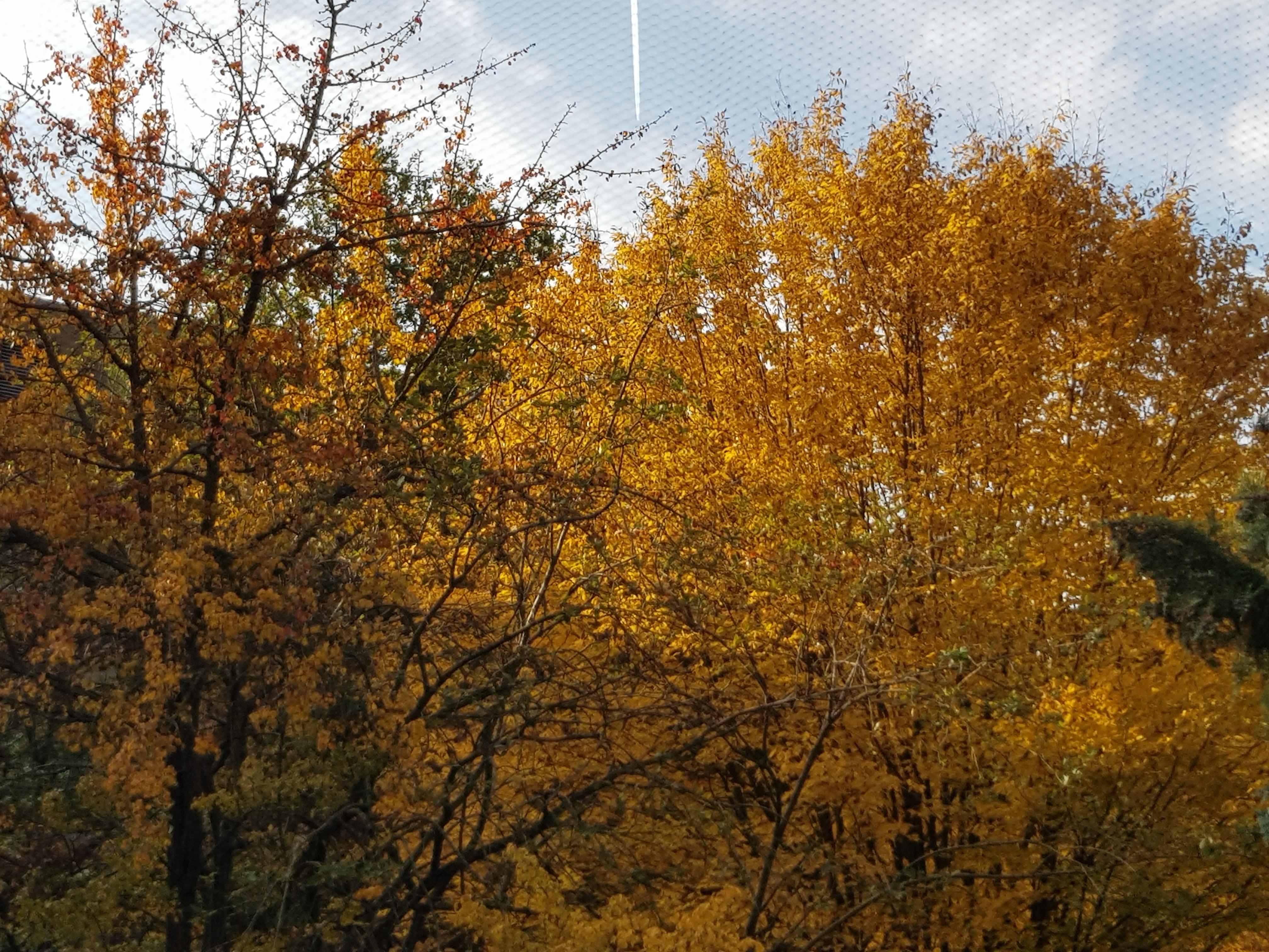 Herbststimmung im Innenhof #Herbst #Natur