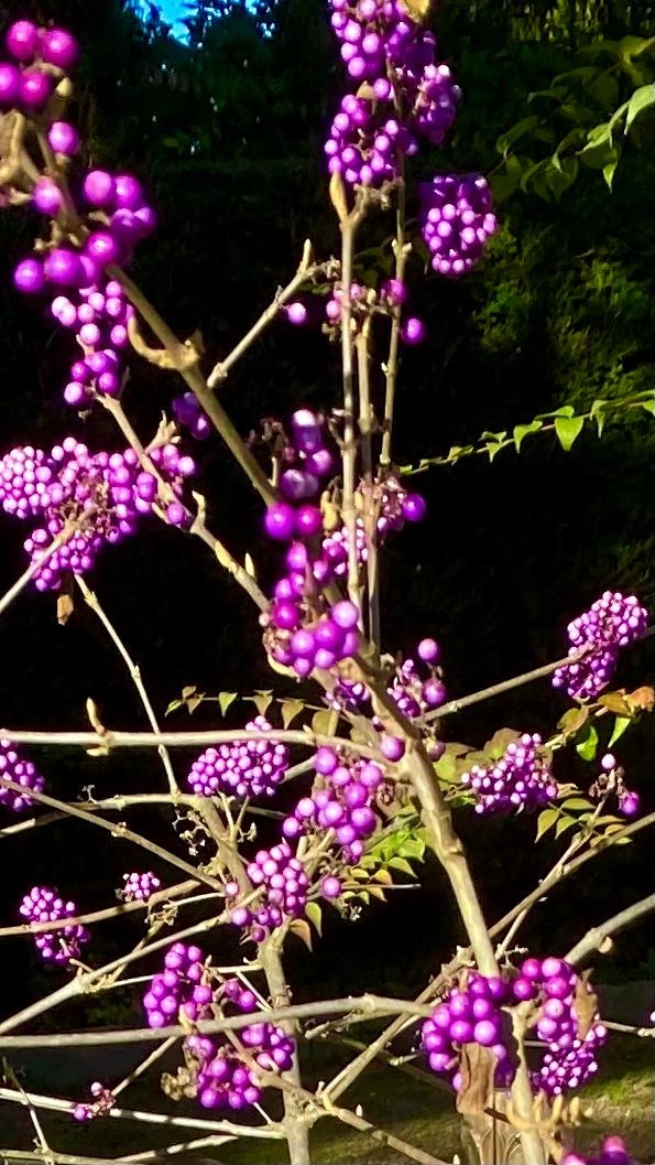 Heute beim Spaziergang gesehen, auch Mitte November blüht es noch #blumenliebe #natur