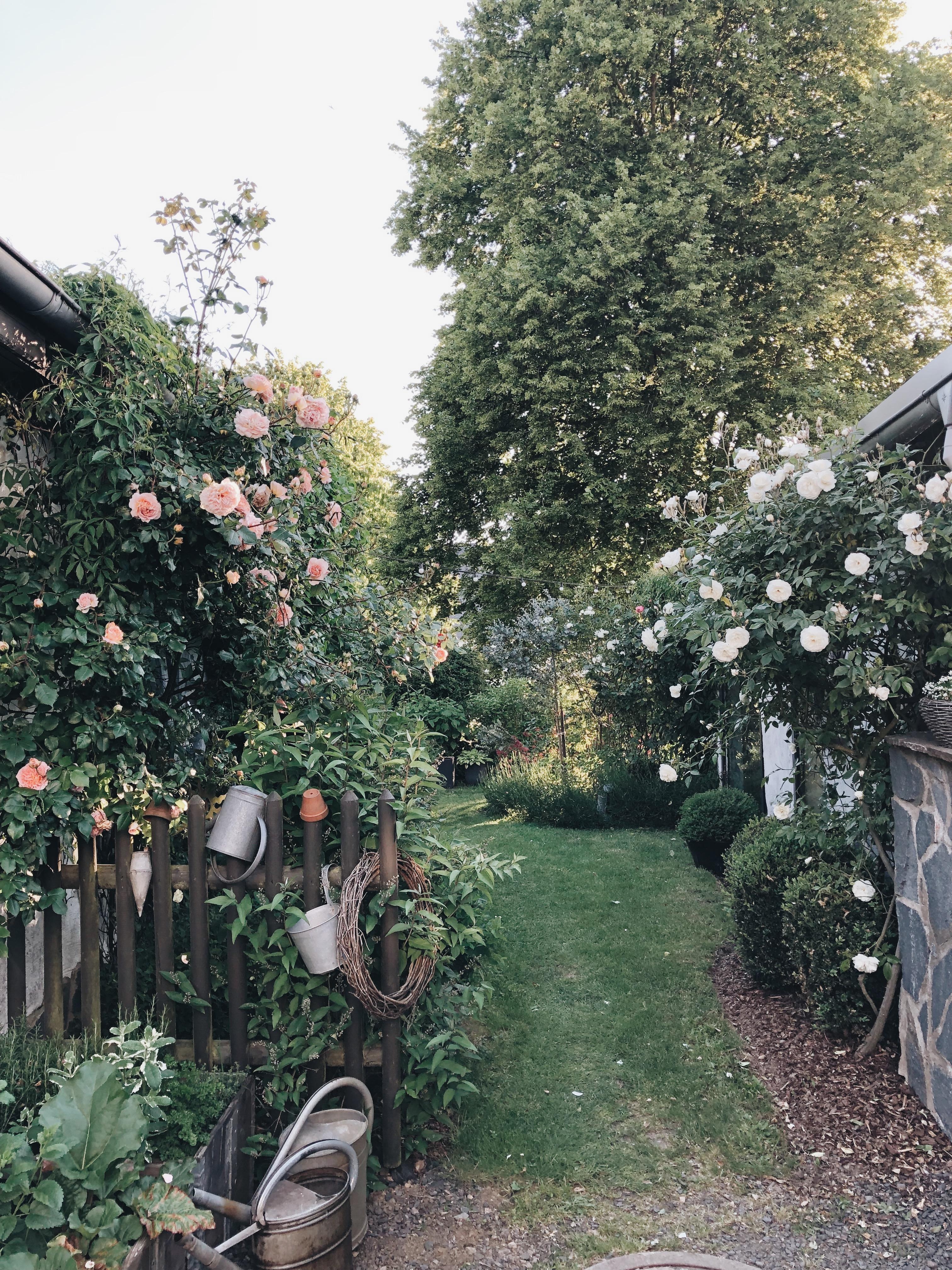 Heute im Garten #garten #rosen 