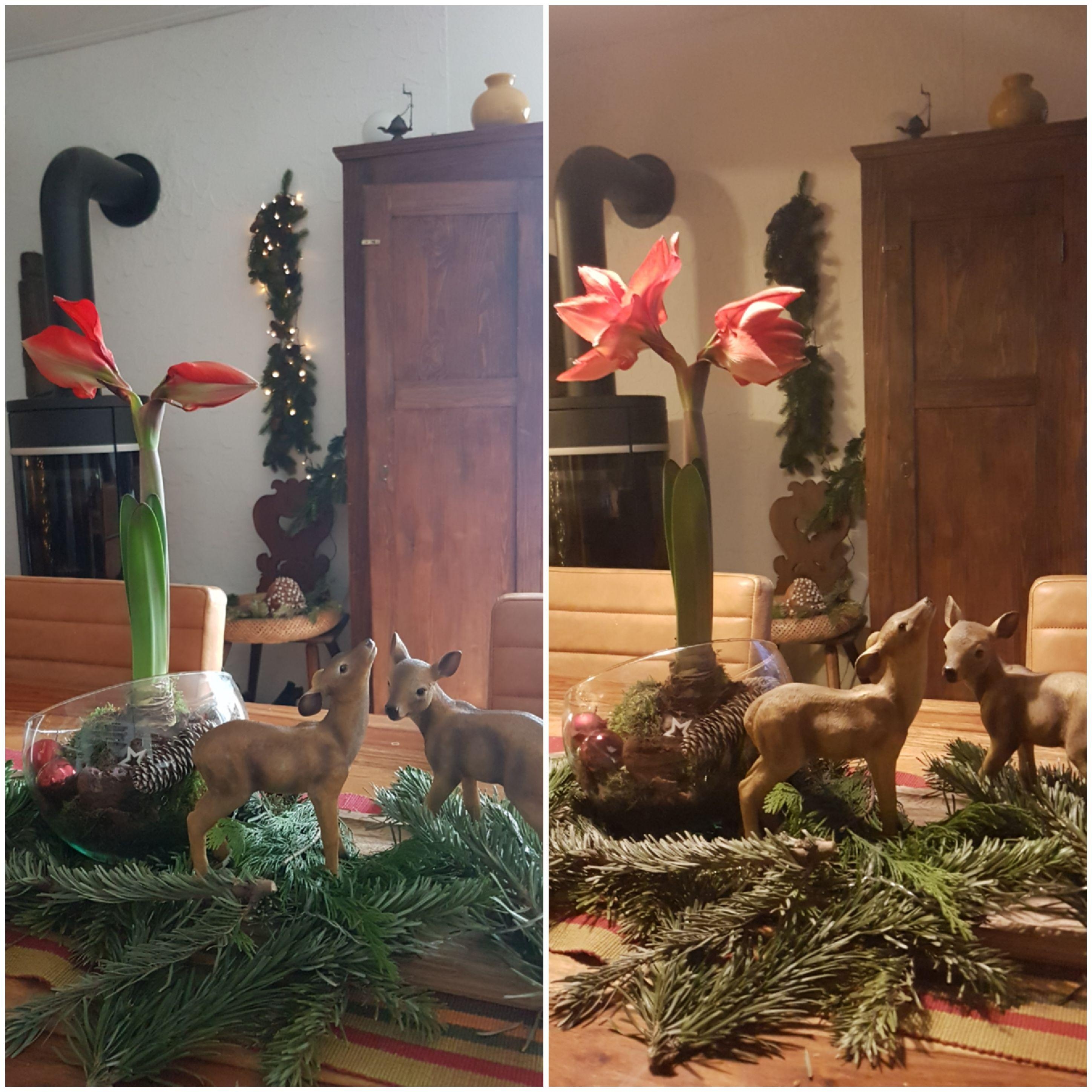 Heute ist die Amaryllis aufgegangen...

#Amaryllis #Advent #Weihnachten #Weihnachtsdeko #Reh