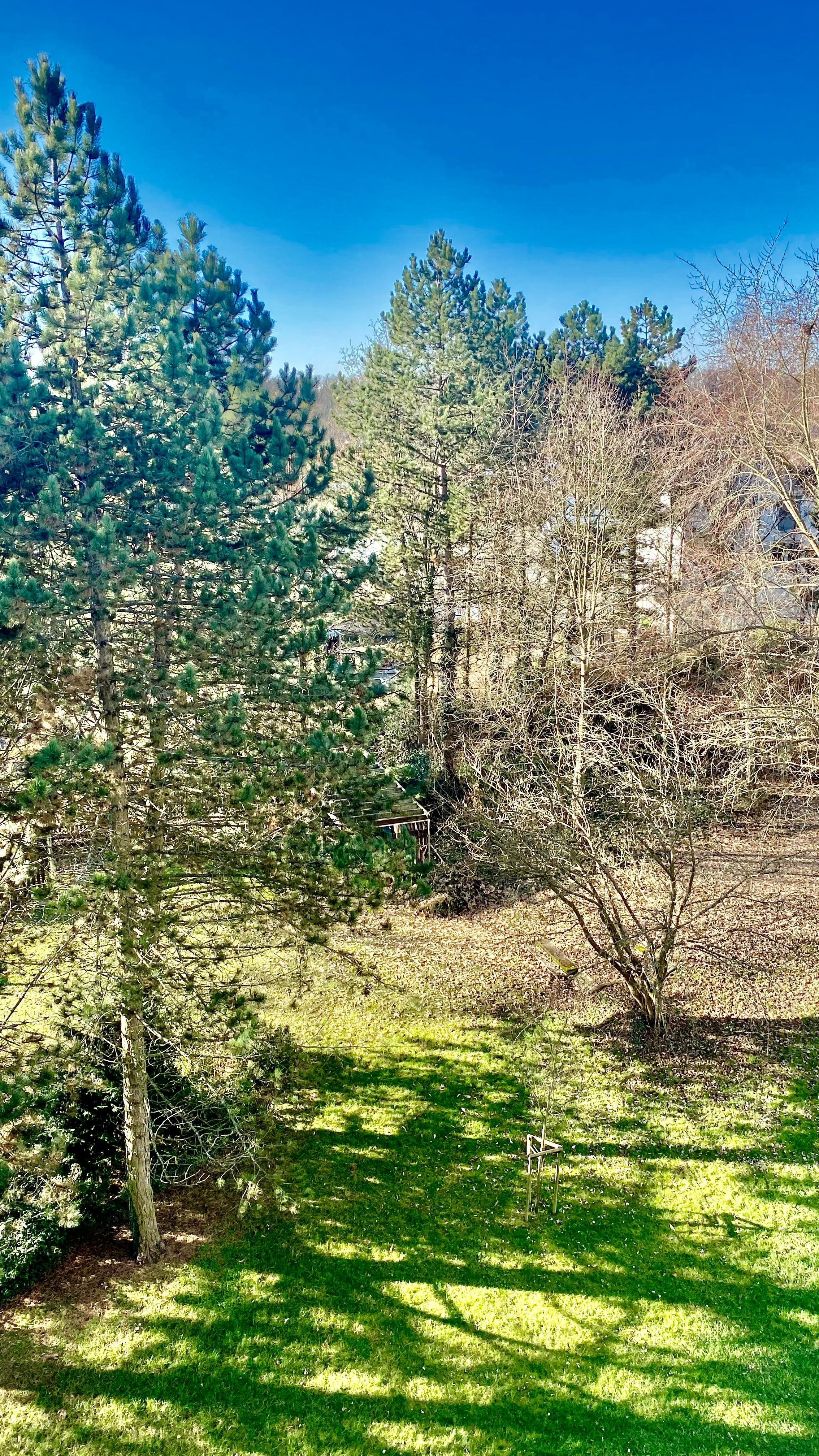 Heute morgen,  der Blick vom Balkon sagte mir: Der Frühling naht  🌳🌿 #natur #frühling #sonne #balkon