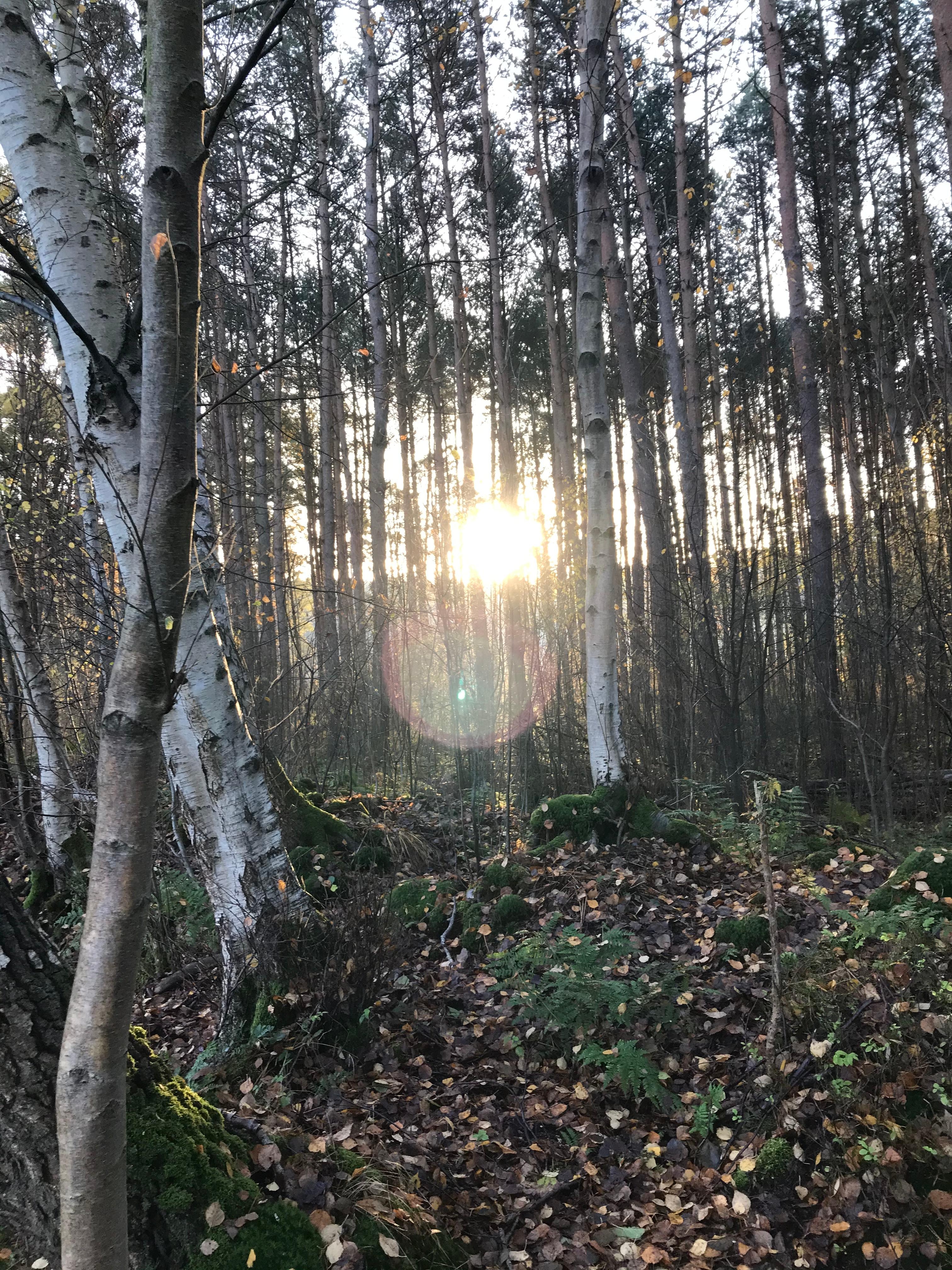 Heute Morgen im Wald...