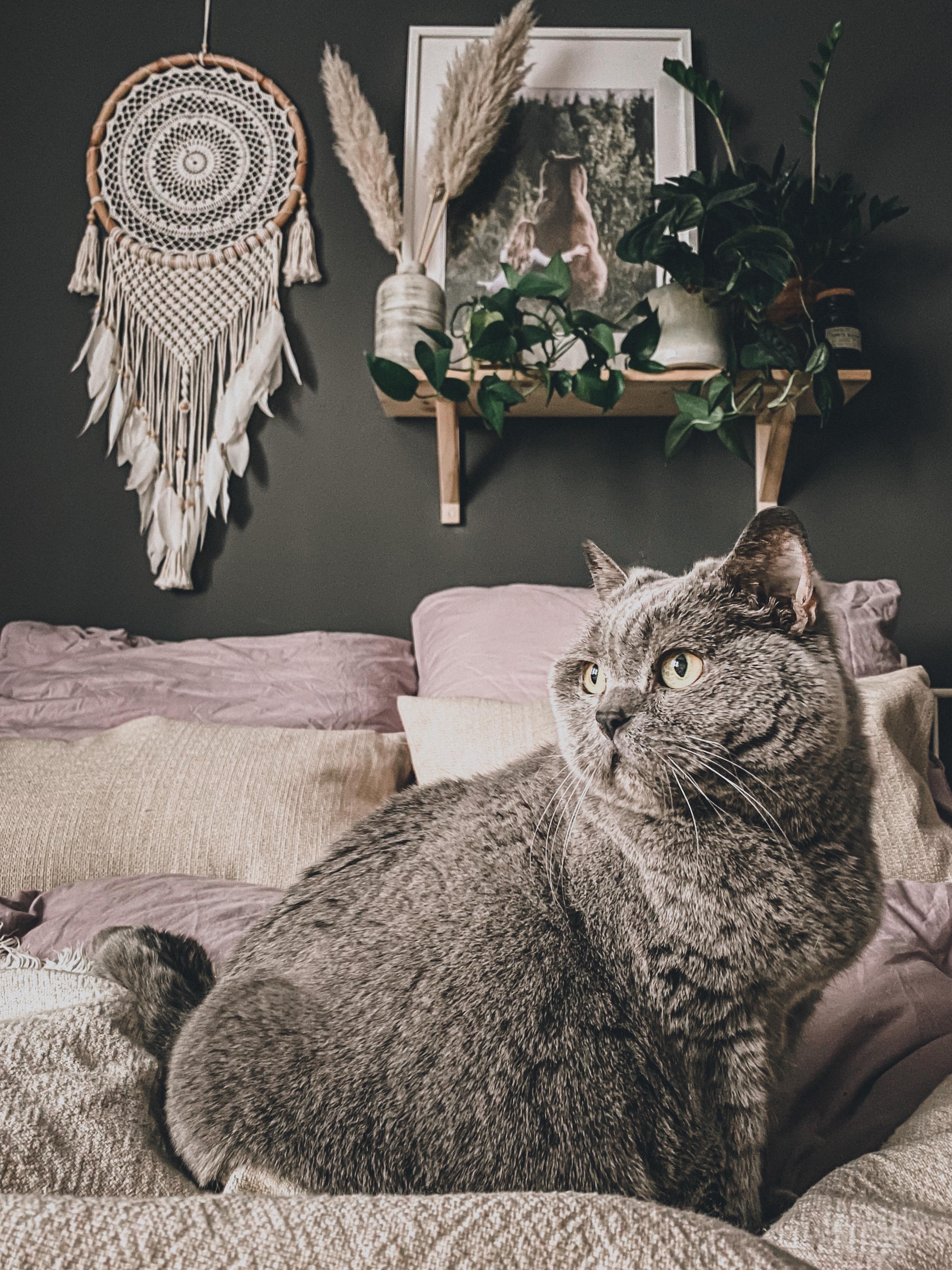 Hey Juno #cats #interior #bedroom #schlafzimmer #livingchallenge