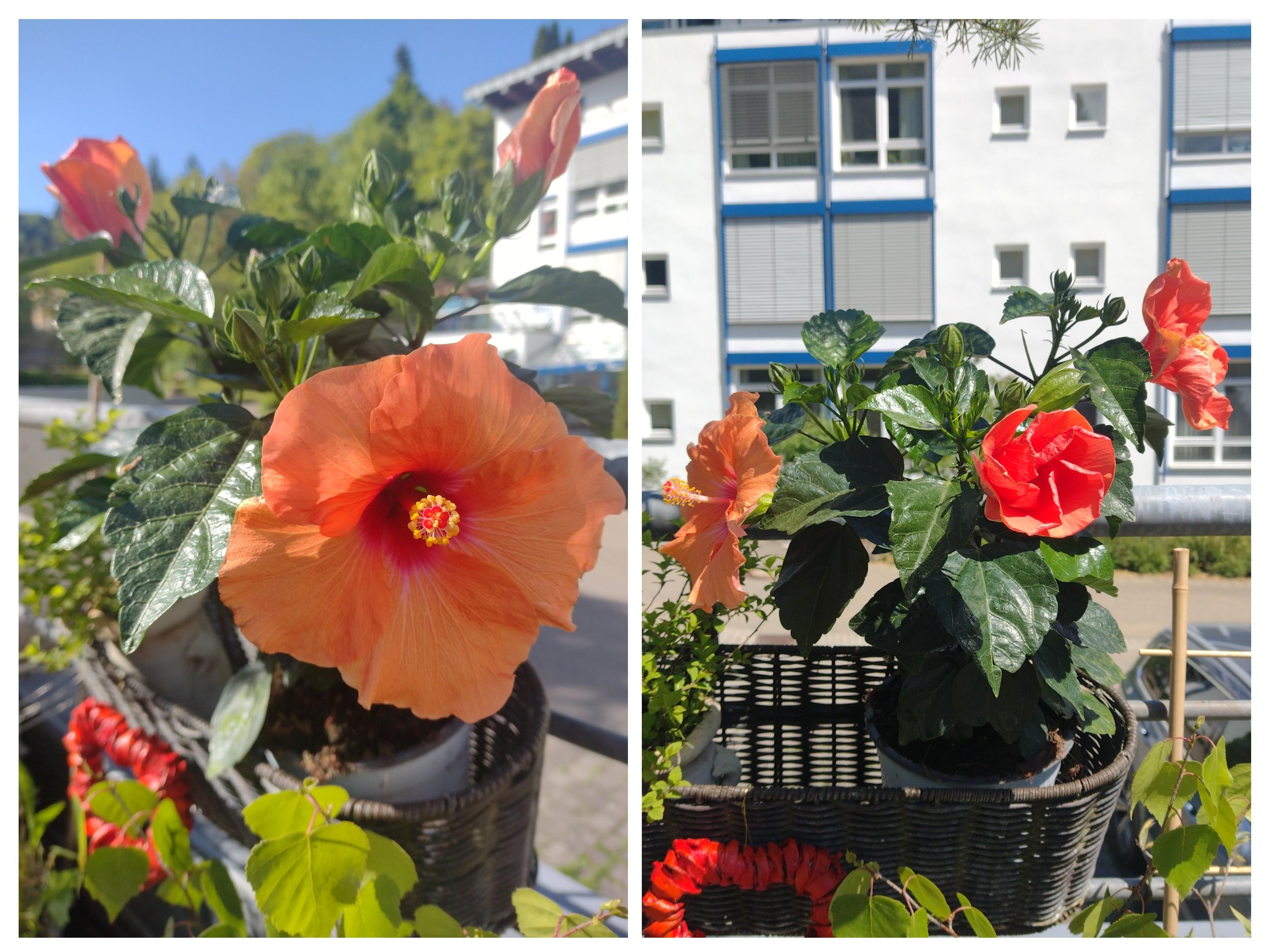#hibiskus #hibiskusliebe #urbangardening #pflanzenliebe #naturliebe