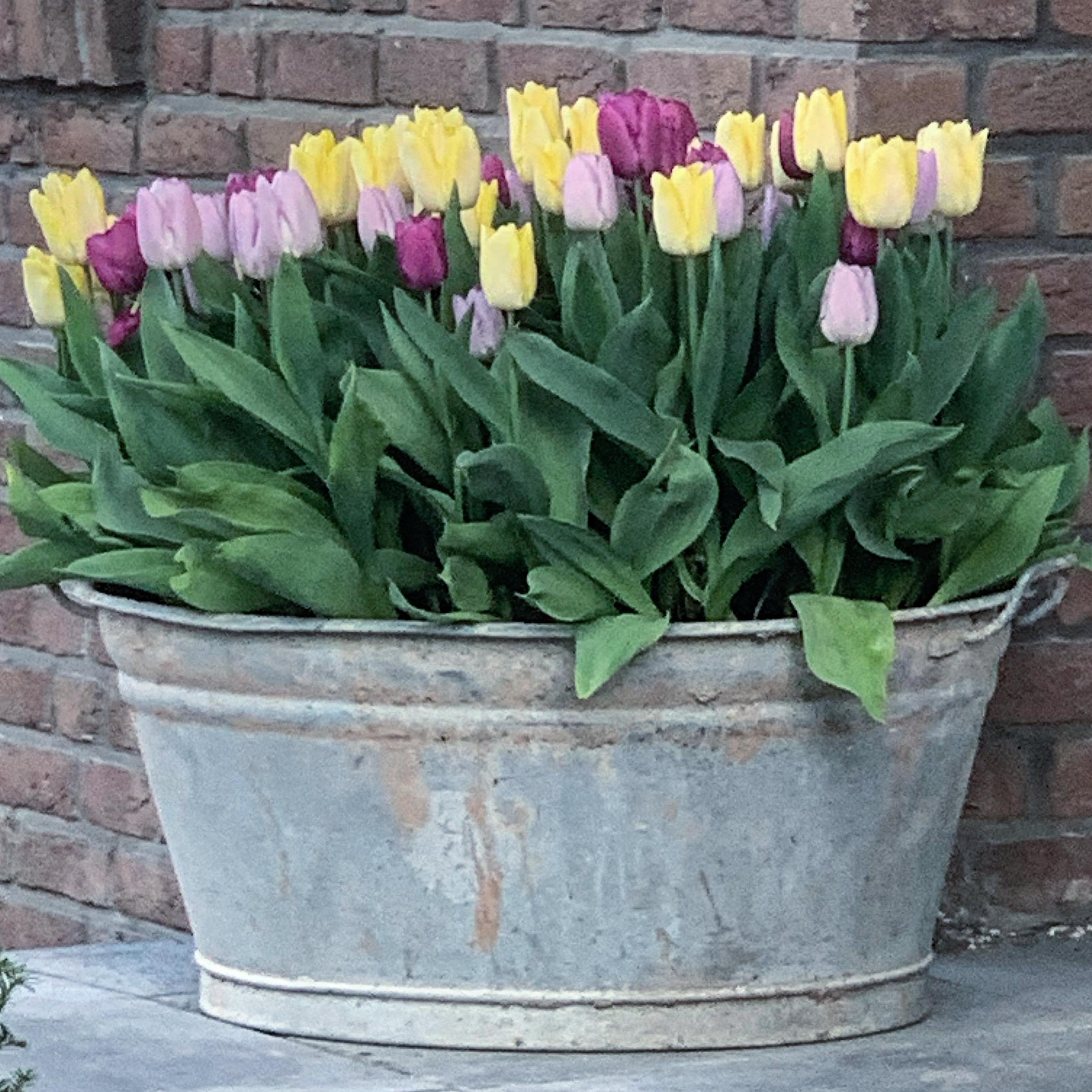 Hier eine Wanne Frühling für euch🌷
#frühlingsblumen #frühlingsdeko #tulpen