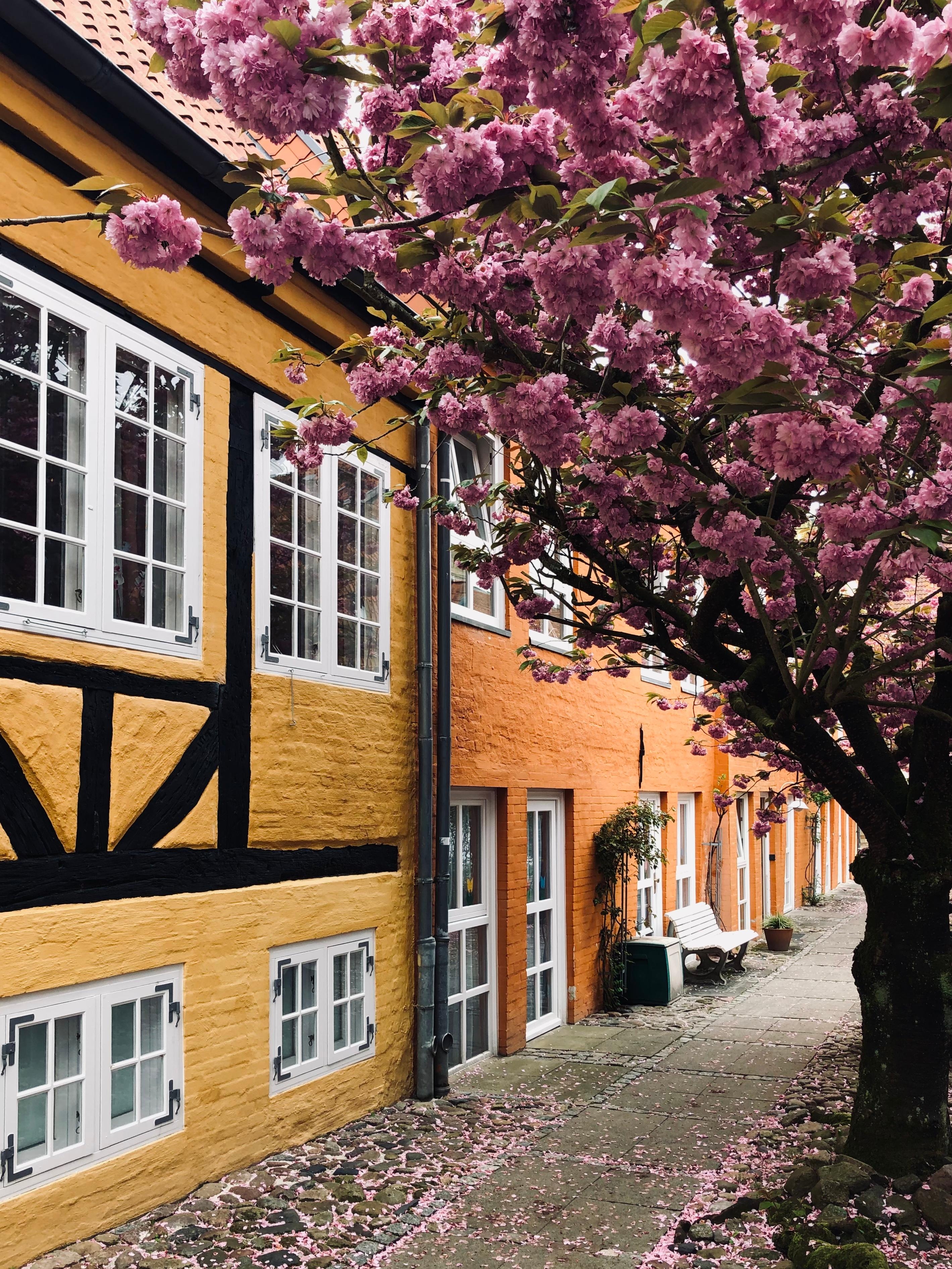 Hinterhofromantik 🌸
#cherryblossom #springdetails #flensburgerhöfe 