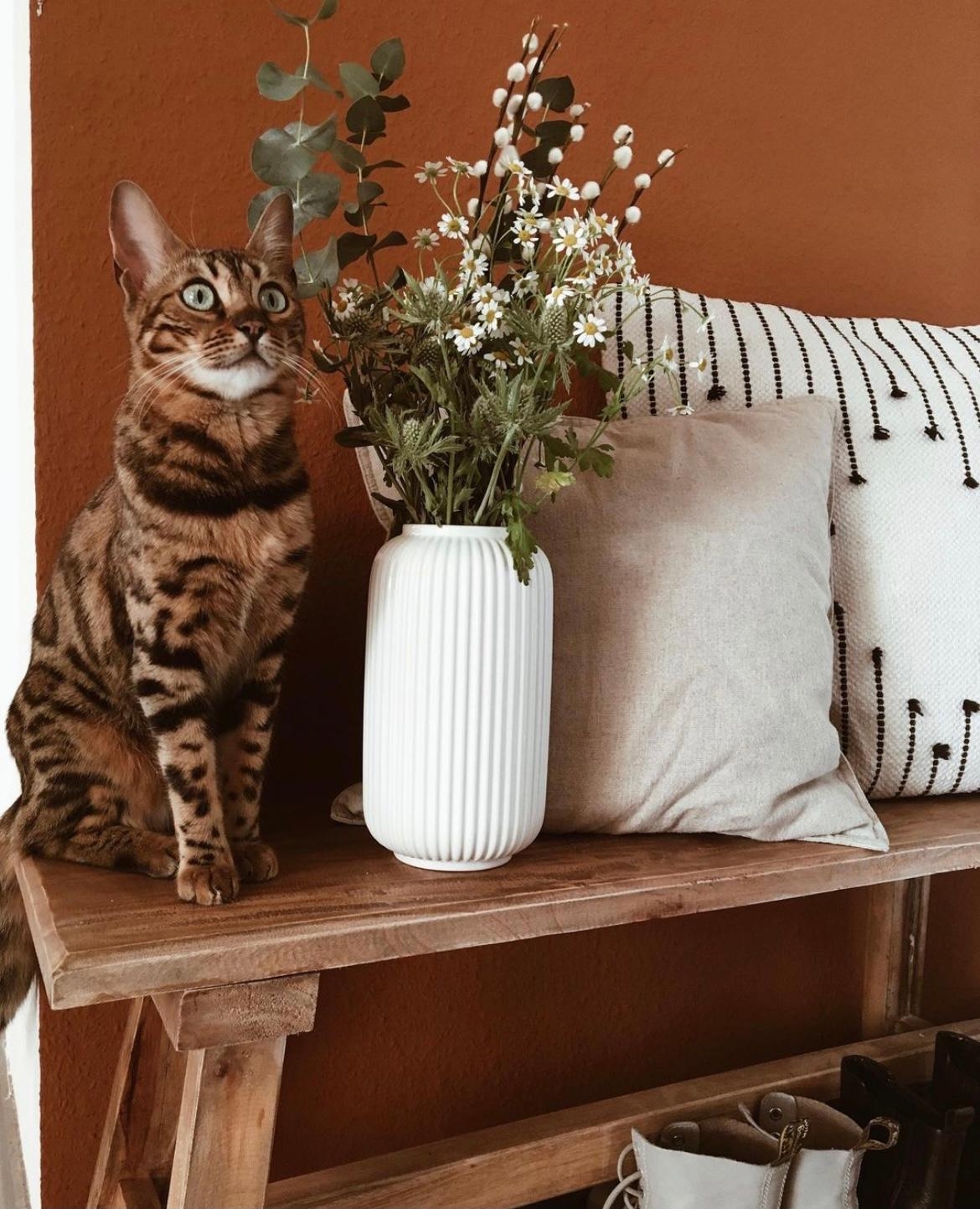 Home is where the cat is 🧡
#home #catmom #freshflowers #sitzbank #cozy 