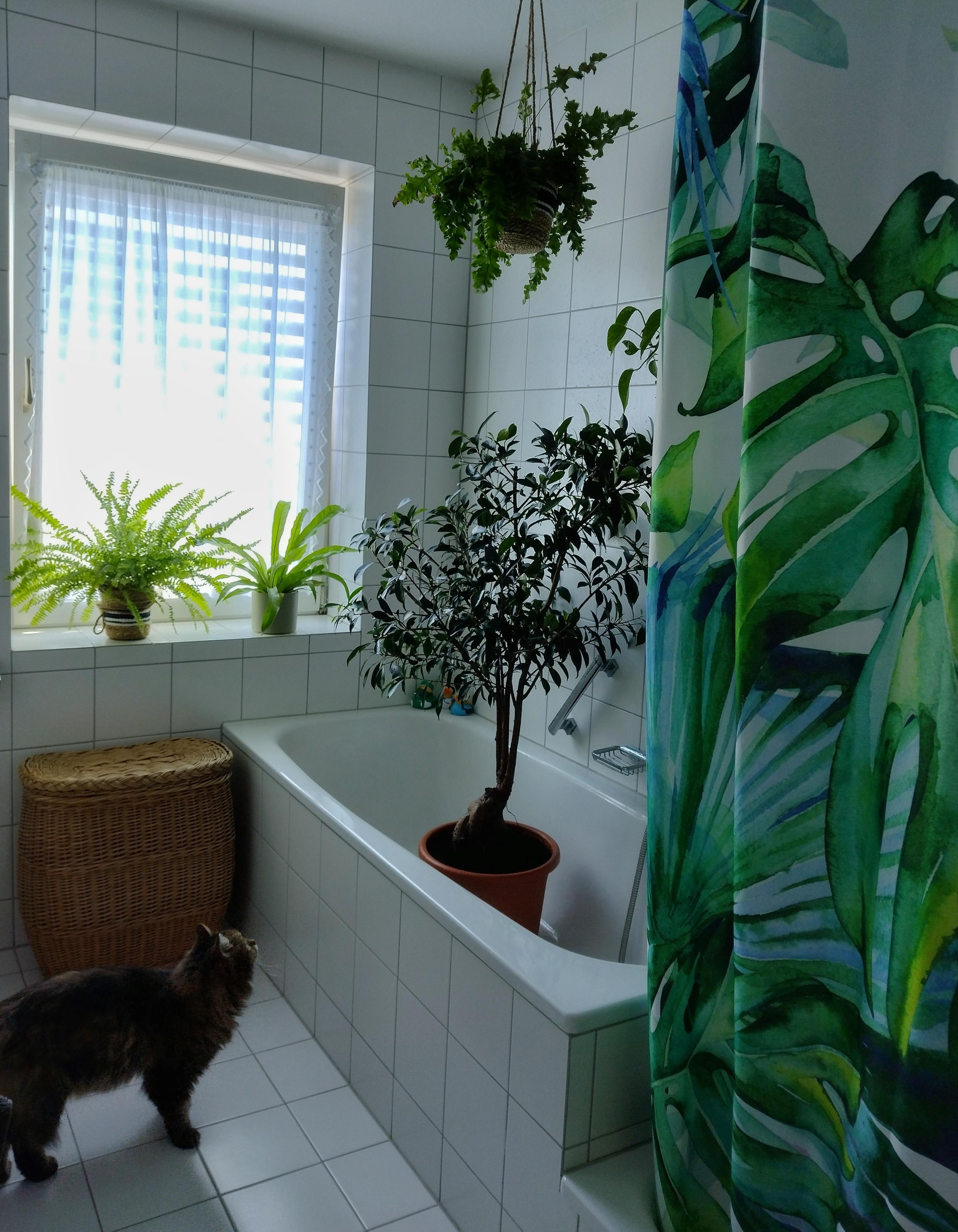 "Hot town, summer in the city..." 🚿🌳🥳🎶🎵🎶🎵🎶
#badezimmer #zimmerpflanzen #pflanzenliebe #duschvorhang #monsteramuster #katze #katzenliebe