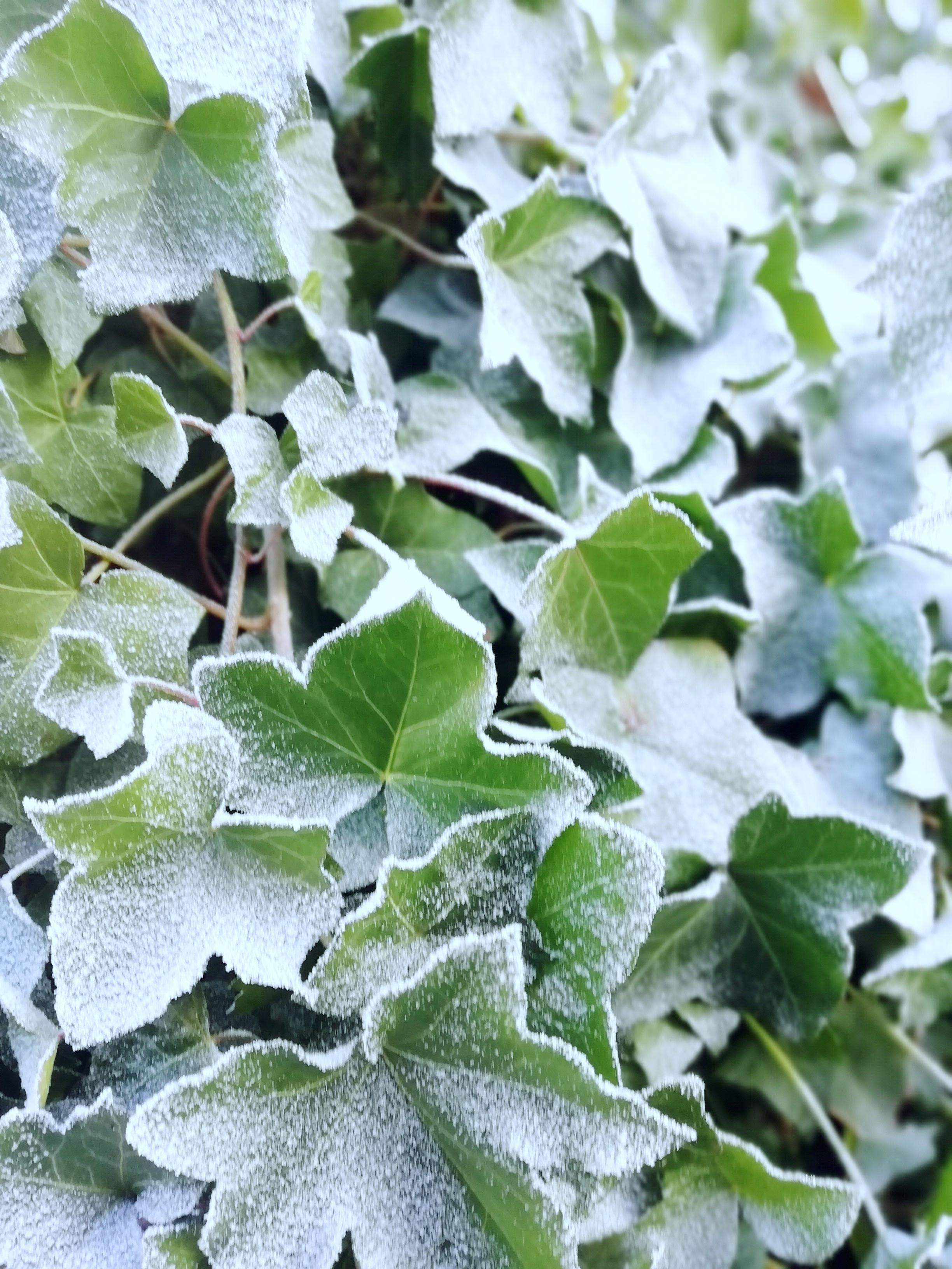 Hübscher Frost ❄️❄️❄️