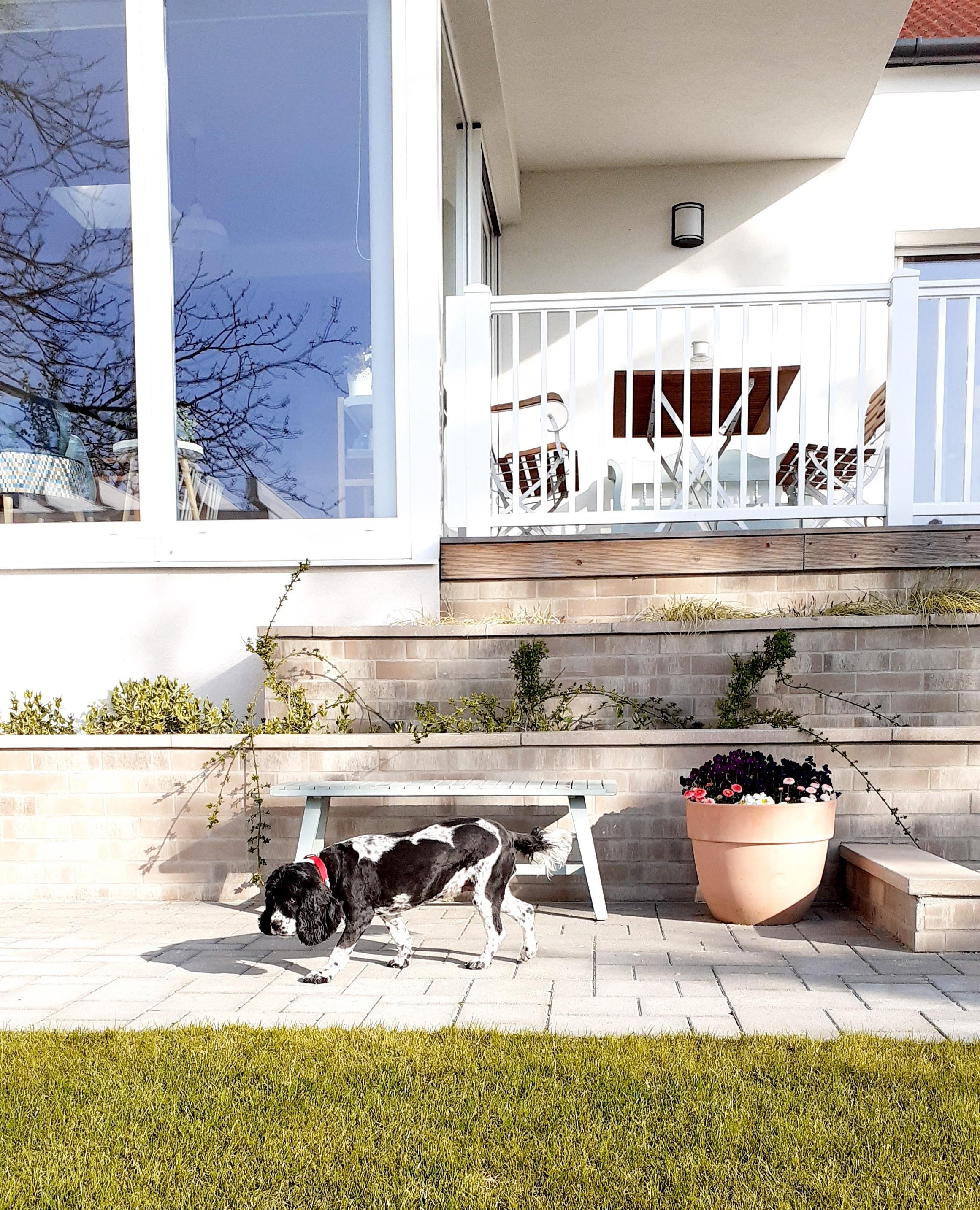 Hund im Sonnenschein #garten #gartenliebe #frühling 