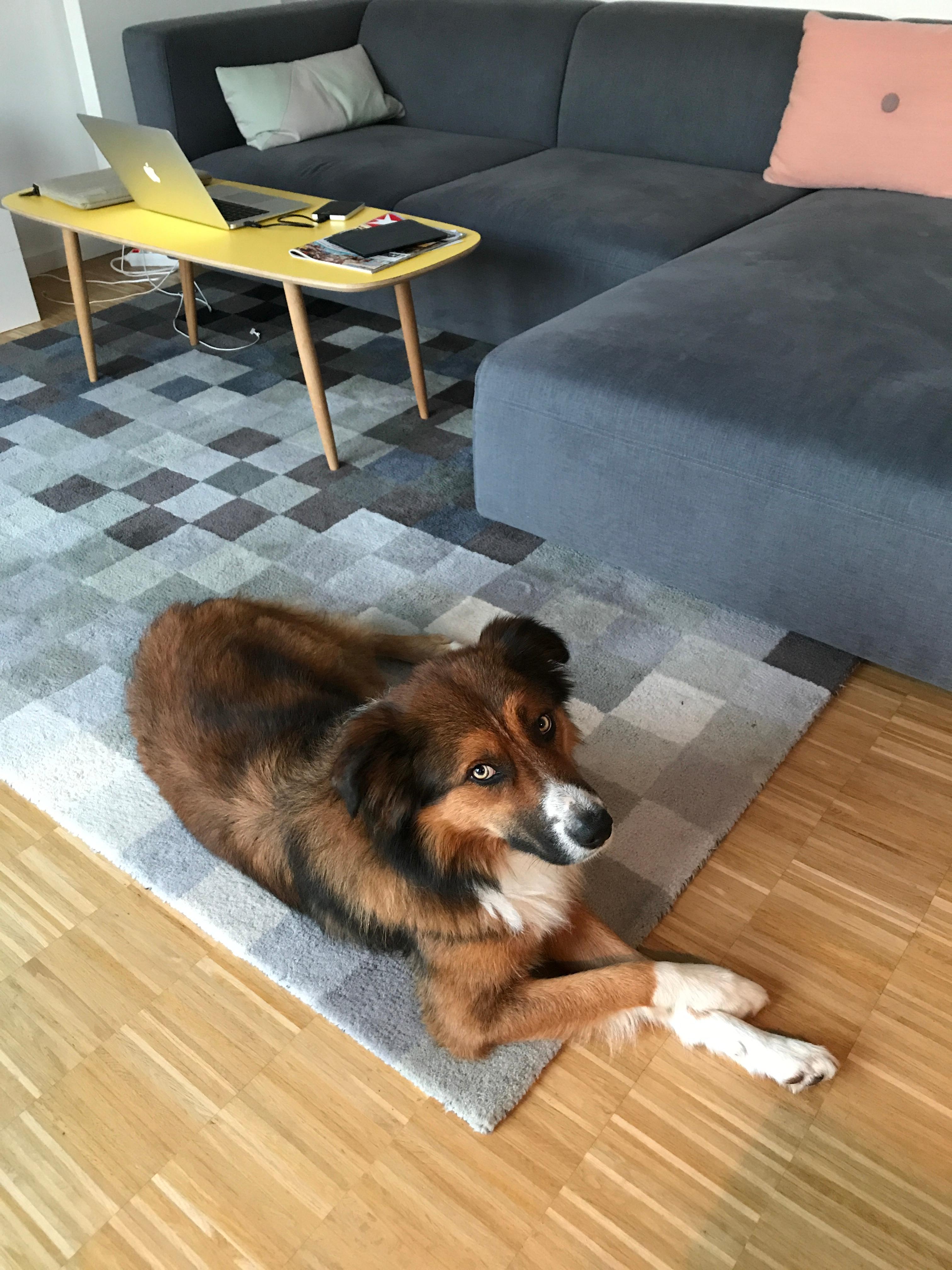 Hund Milow liebt den weichen Teppich #wohnzimmer #sofa #beistelltisch #couchtisch #couchdogs