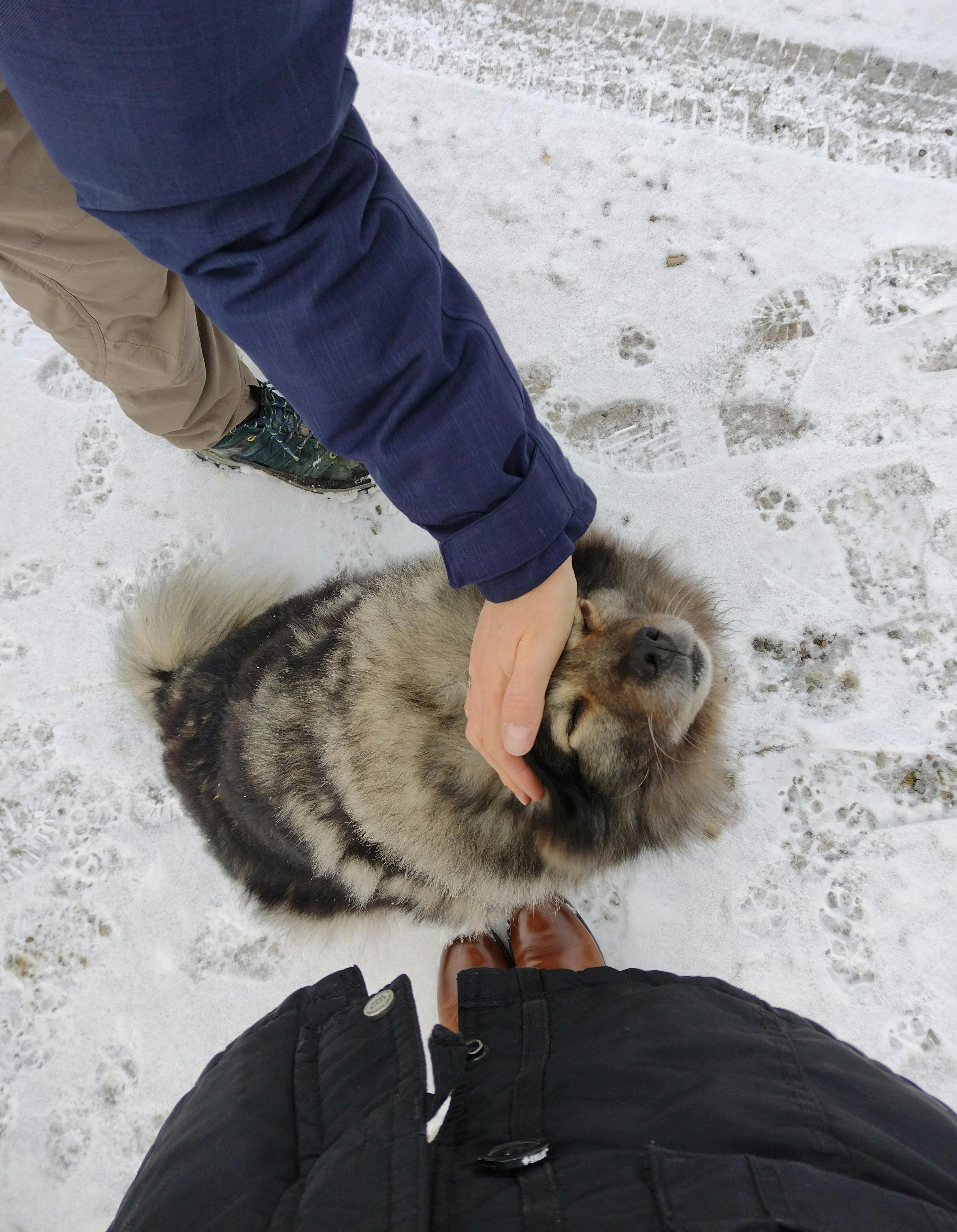 #hund #tier #winter #seeehrseeehrbissigerhund #schnee