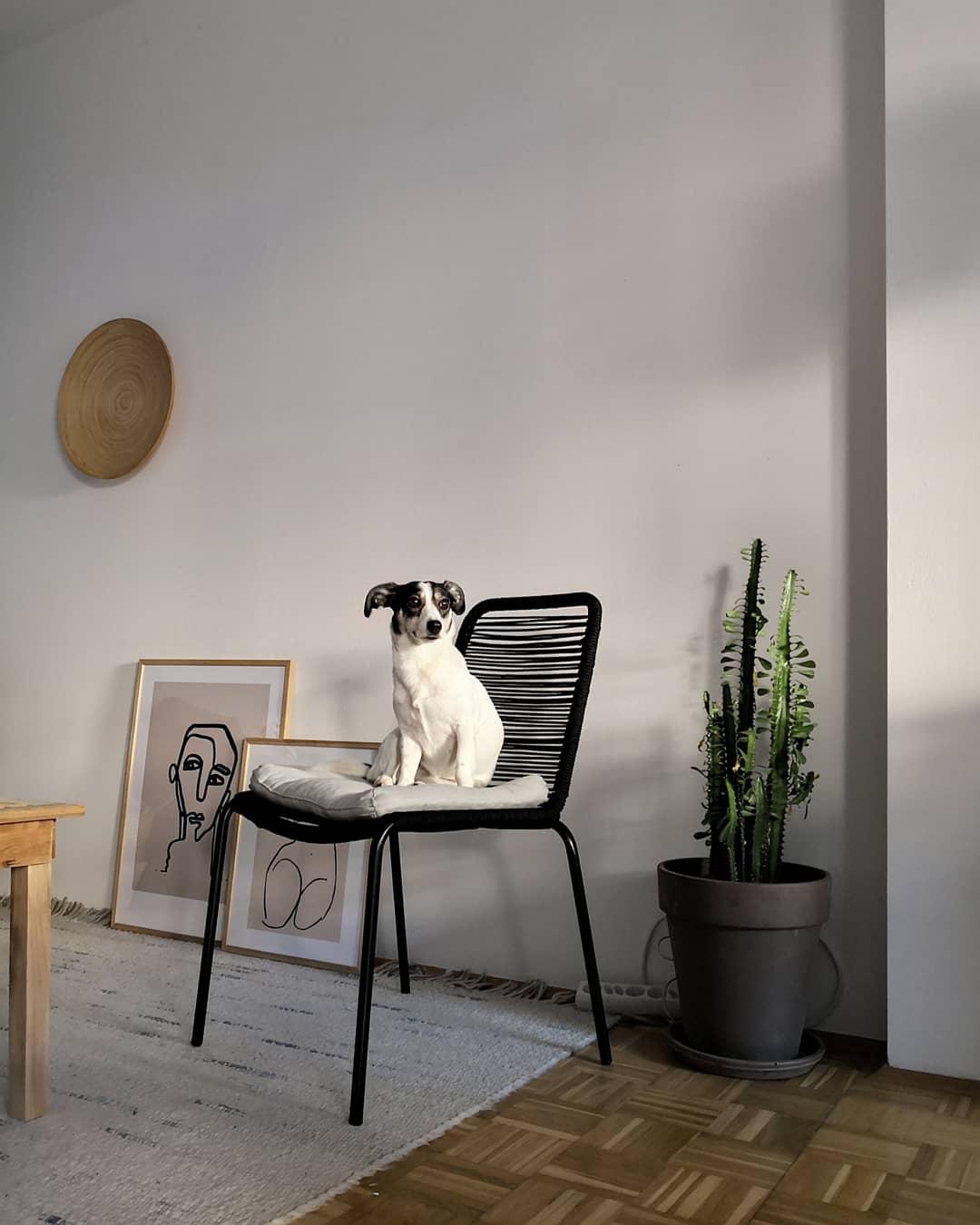 Hundeleben
#adogshome #livingroom #scandinavian #nordicmodern 