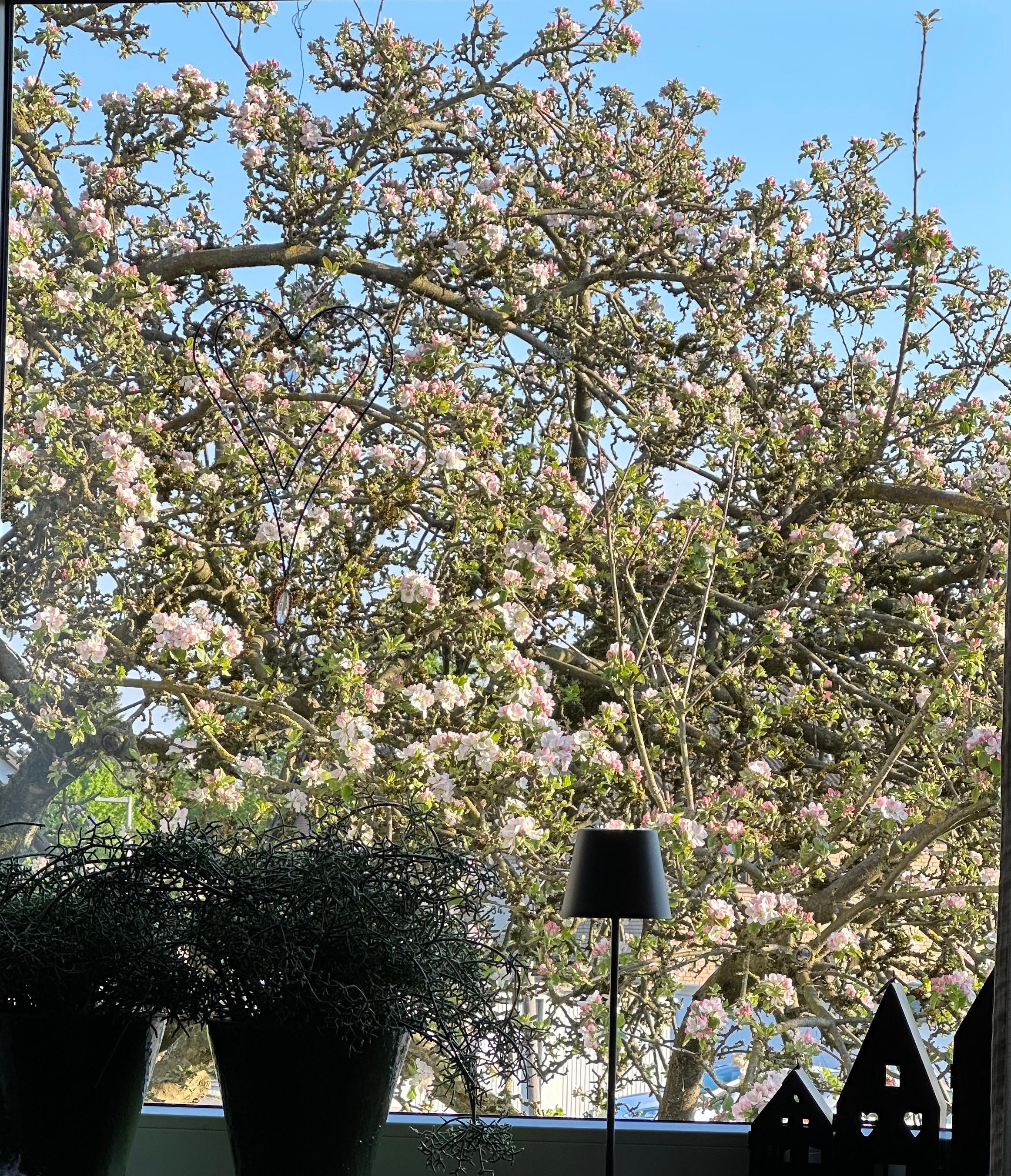 Hurra! Jetzt blüht auch unser Apfelbaum 🍏 #Frühling