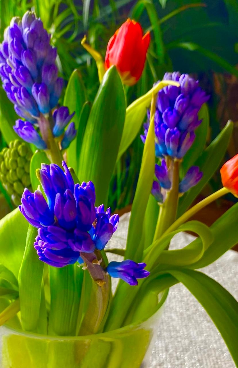 Hyazinthen in der Vase, diese Farben, so schön was die Natur hervorbringt 😍
#blumenliebe #frühling
