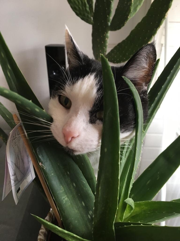 I Love my cat! 😍 ☺️ and plants! 💚
#just another plantlover #catmom livingchellange #plants