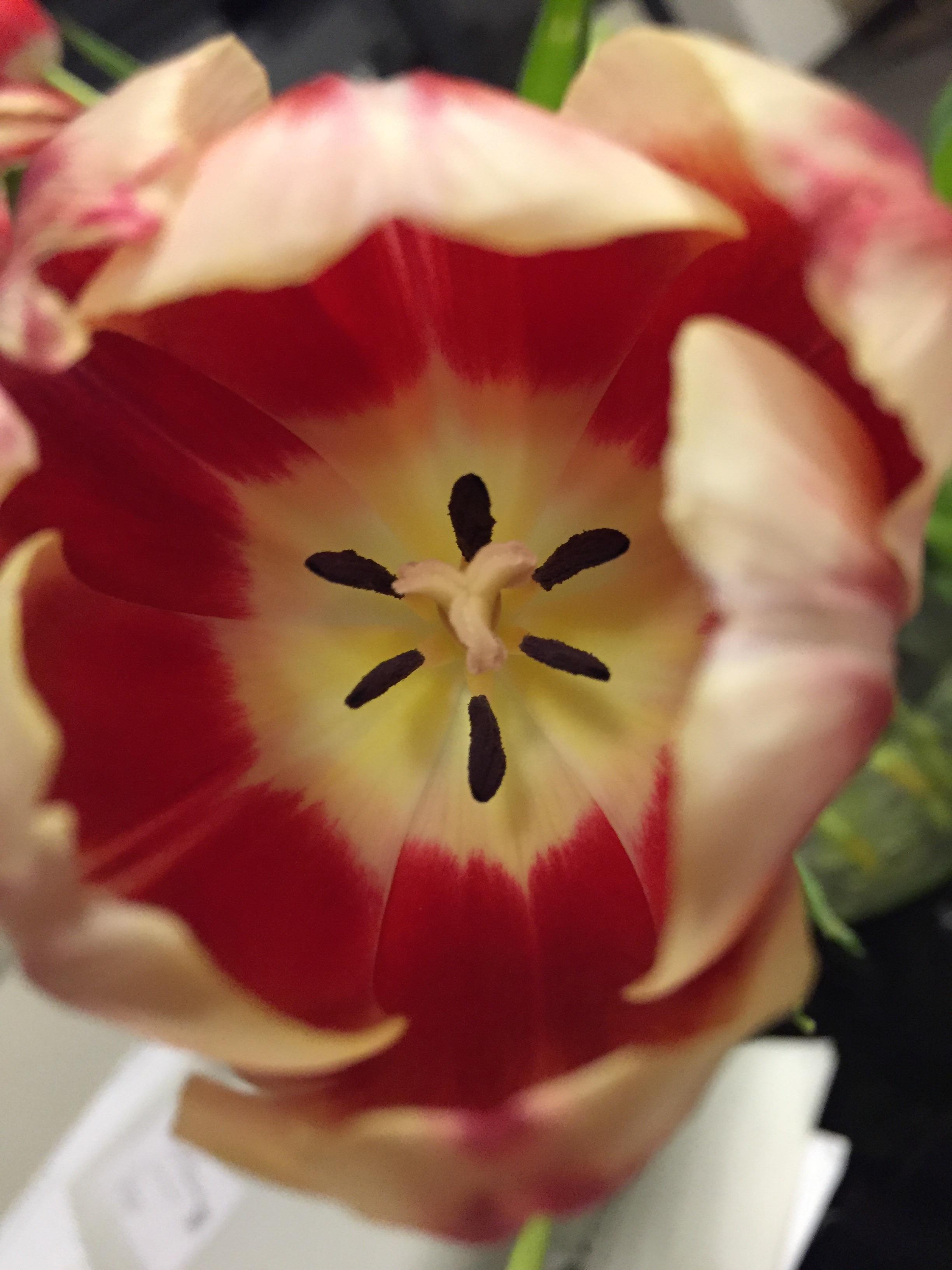 Ich bekomme sehr oft sehr schöne Blumen von meinem Liebsten. Diese Tulpen zum Weltfrauentag 💕