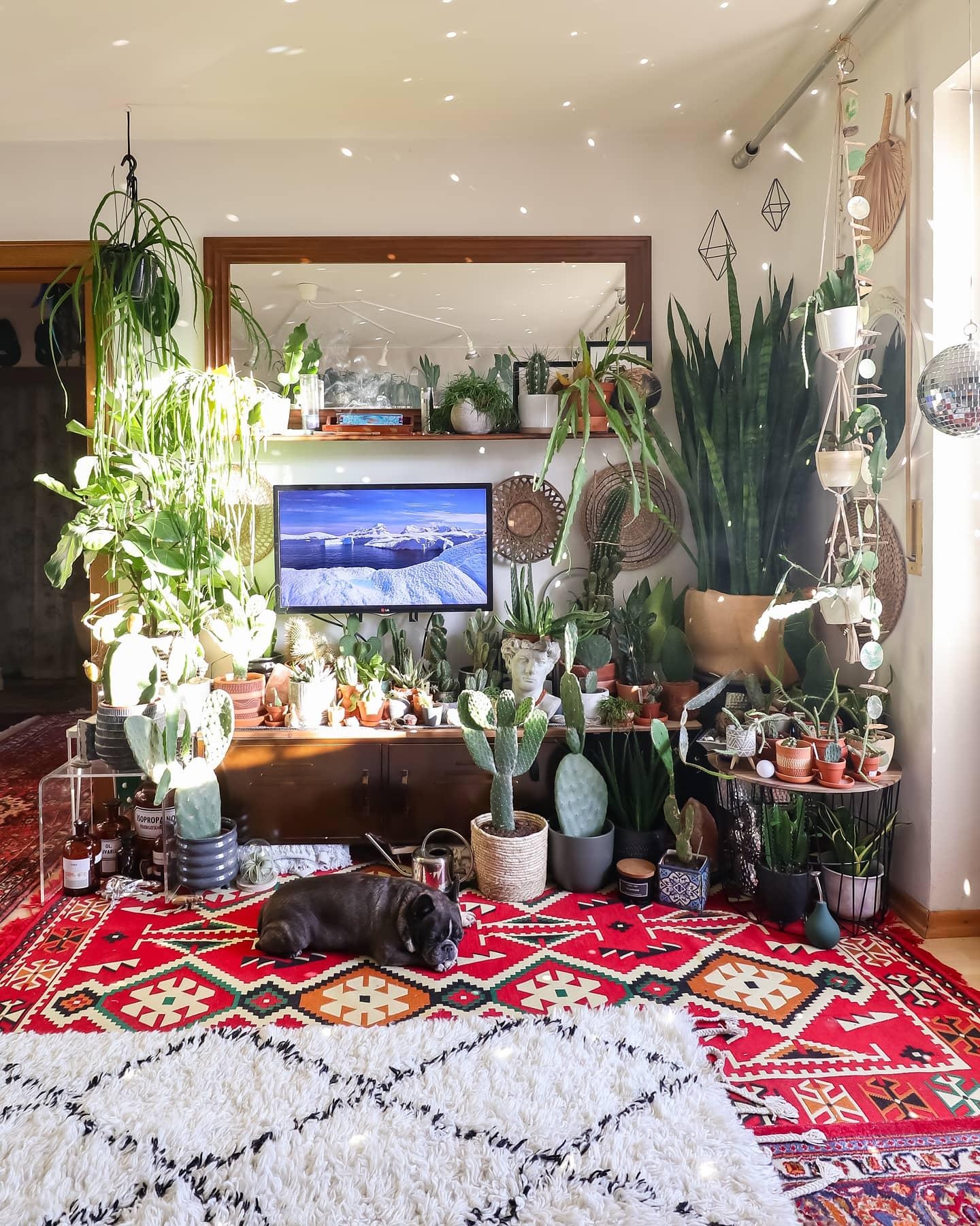 Ich bin auf der Couch #wohnzimmer #kommode #Pflanzen #fernseher 