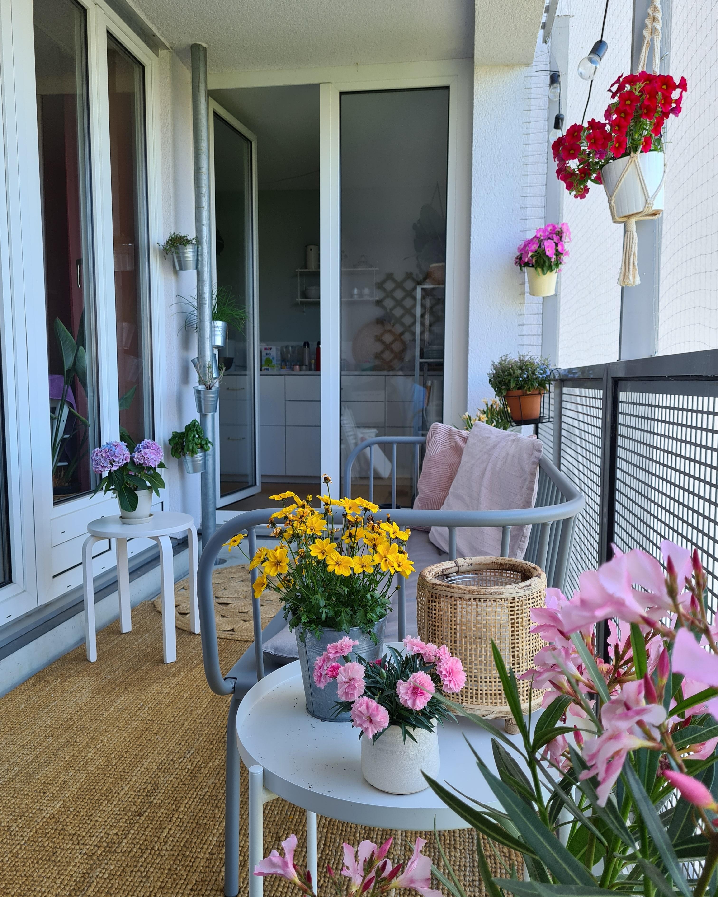 Ich bin dann mal draußen... #balkon #balkonien #outdoorteppich #balkonpflanzen #kräutergarten 
