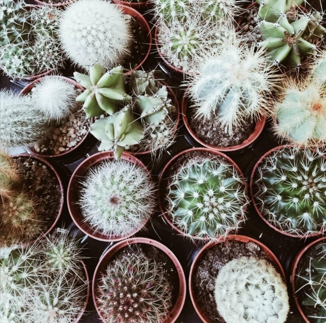 Ich gestehe ich bin eine Kaktusliebhaberin 😍 #livinchallenge #cactuslover #zimmerpflanze