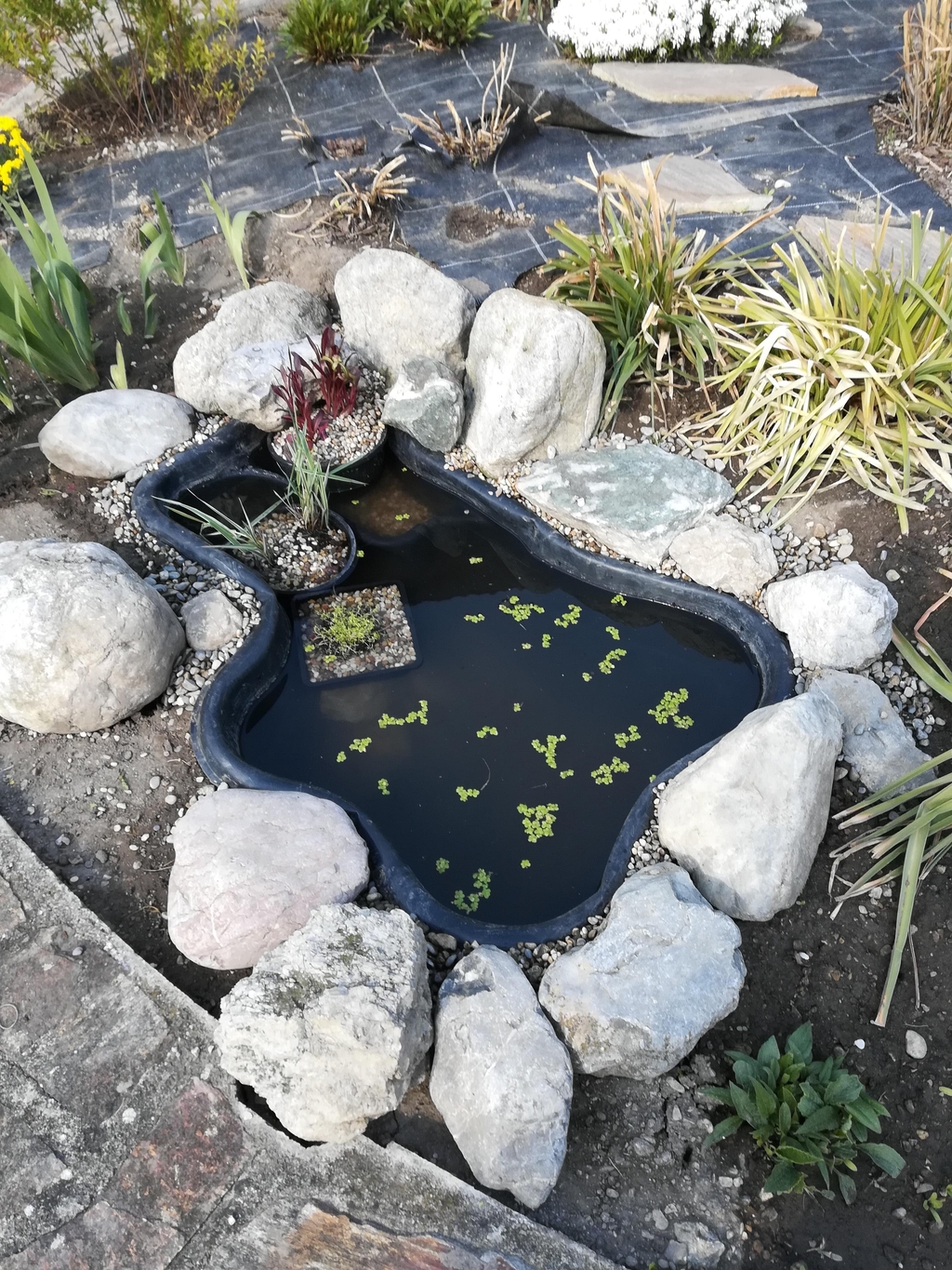 Ich habe ein kleines Biotop in unserem Garten angele...