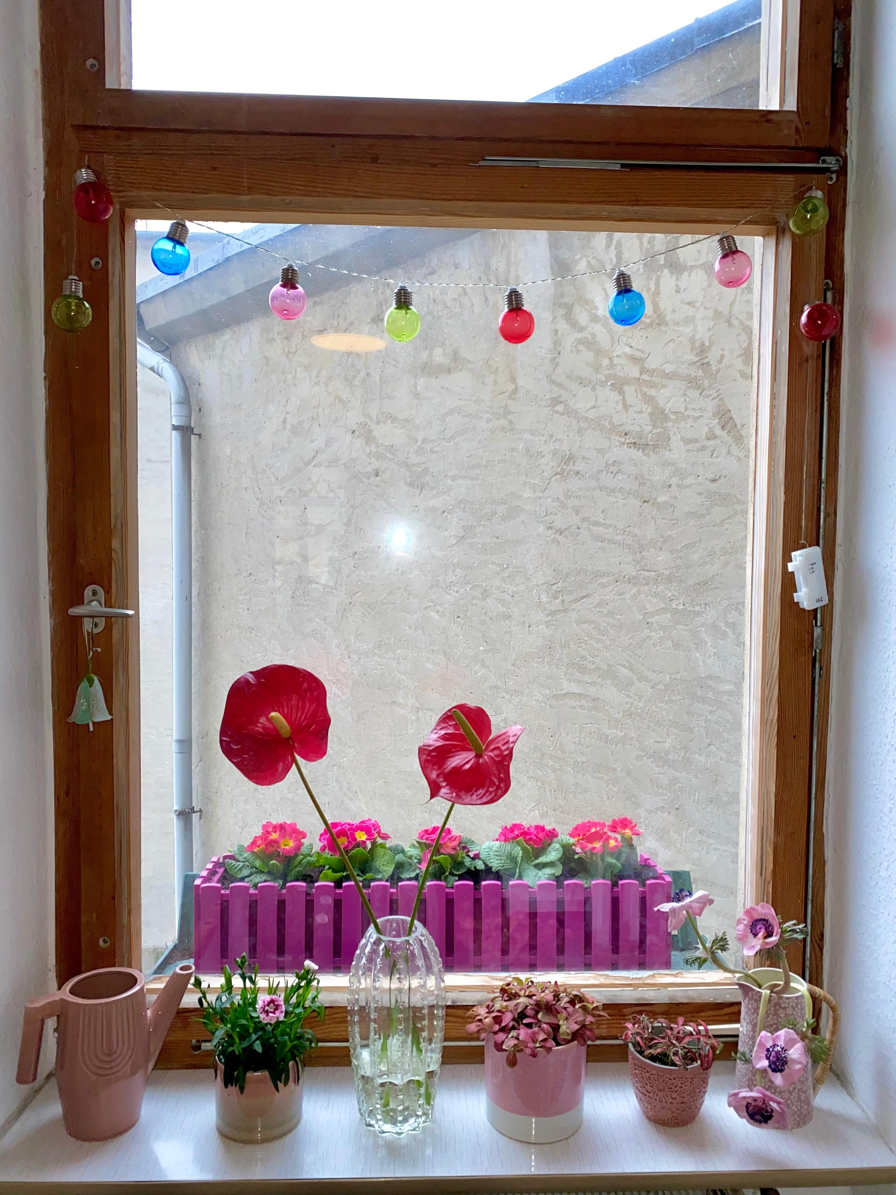 Ich hol mir den #frühling ans Fenster #candycolors #pink #bunt #blumen #pflanzen #blumenkasten #rosa
