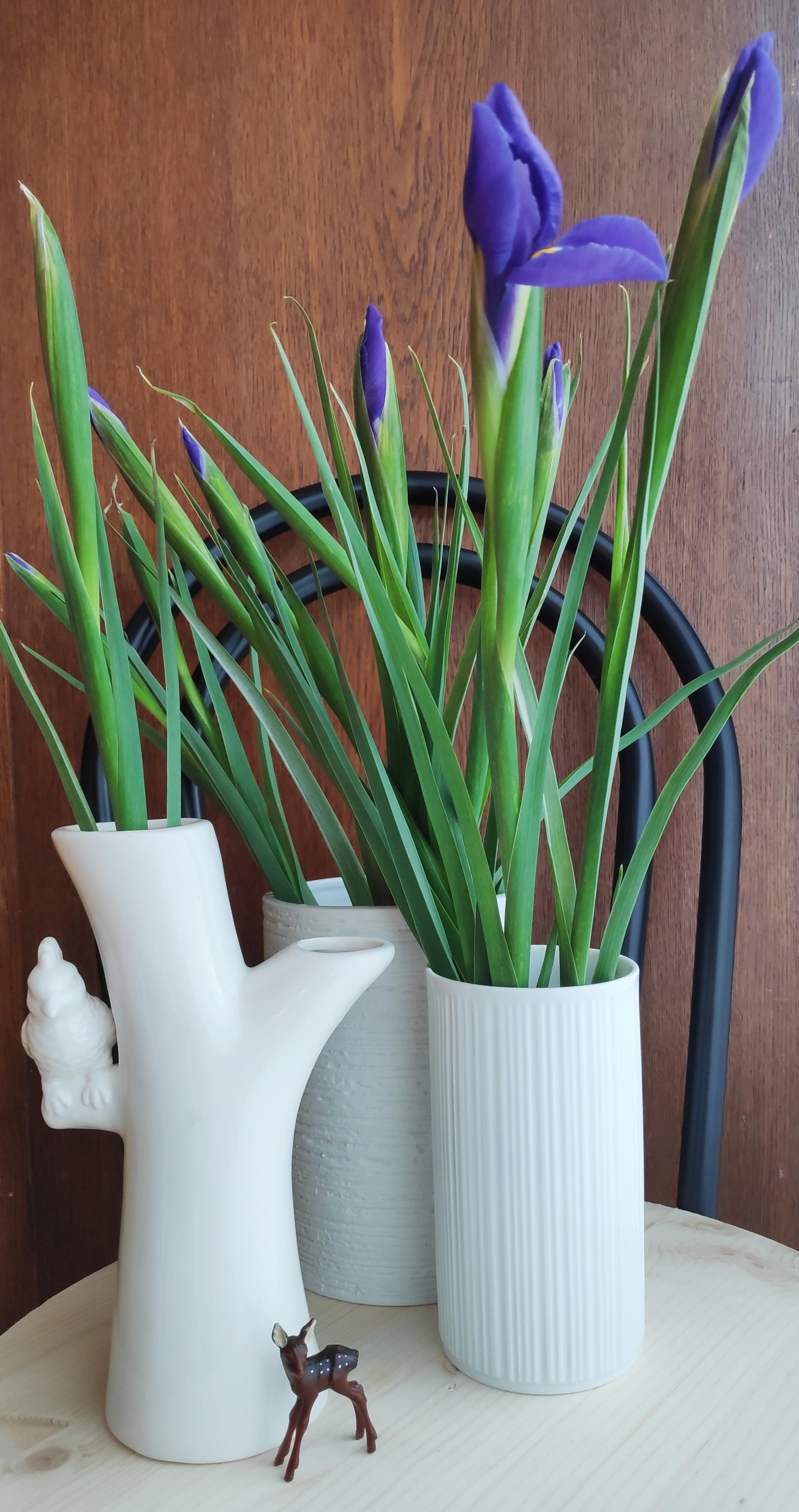 .Ich kann den Iris nicht widerstehen.
#Iris #Blumen #Vase