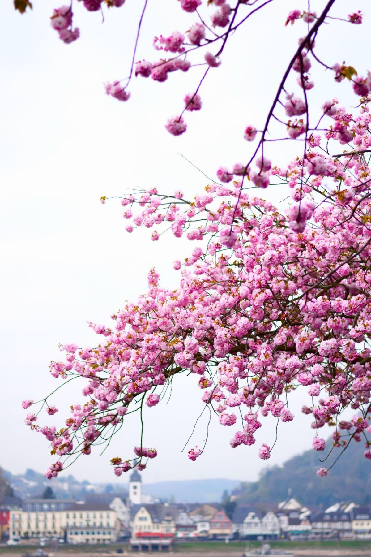 Ich kann es kaum erwarten...
#kirschblüte #frühlingsgefühle #frühling #vorfreude
