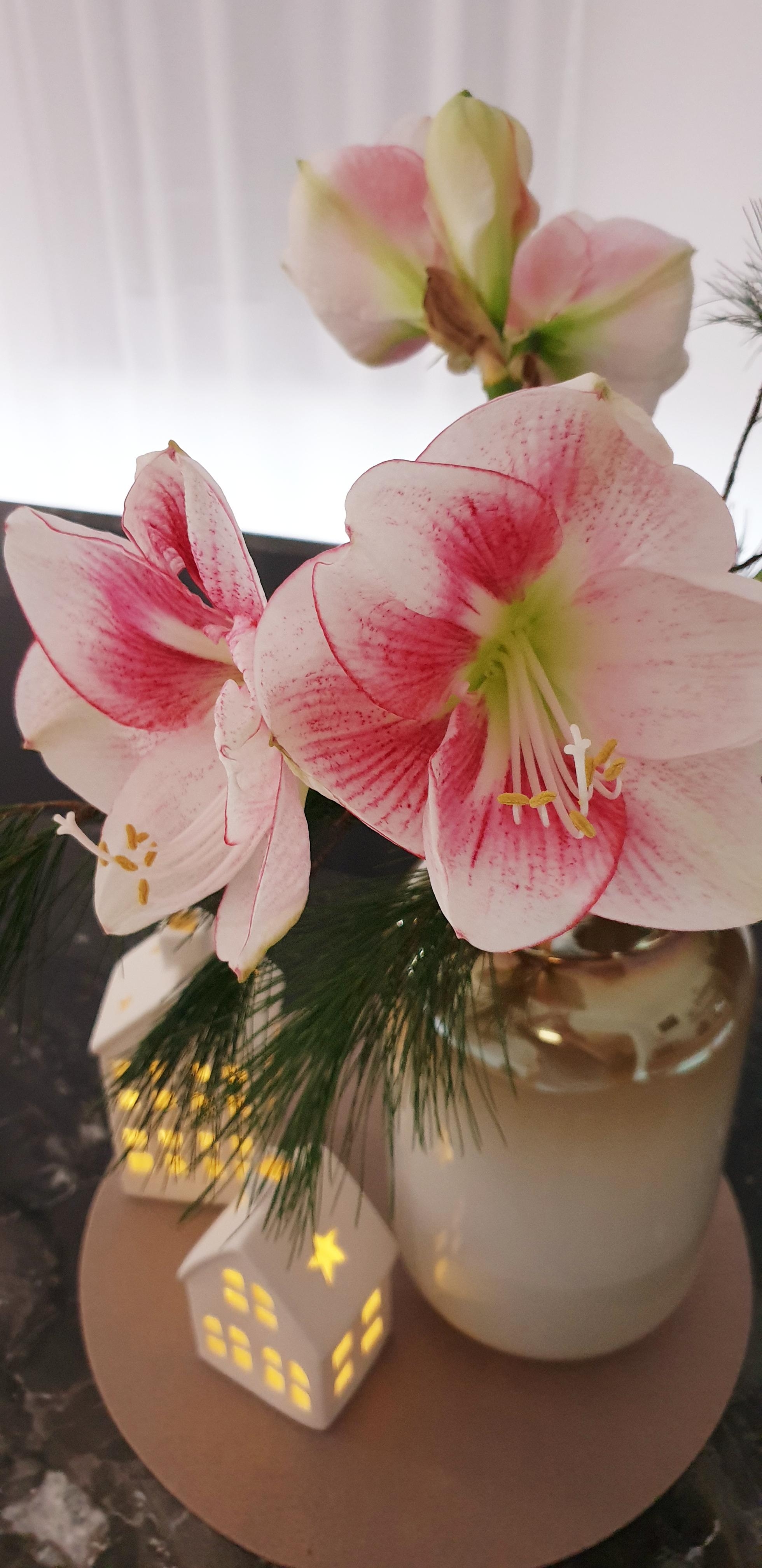Ich liebe diese Blumen!

#Amaryllis#Lichterdeko#langeAbende
#fürweihnachtsdekoistesniezufrüh
#allergikerfreundlich