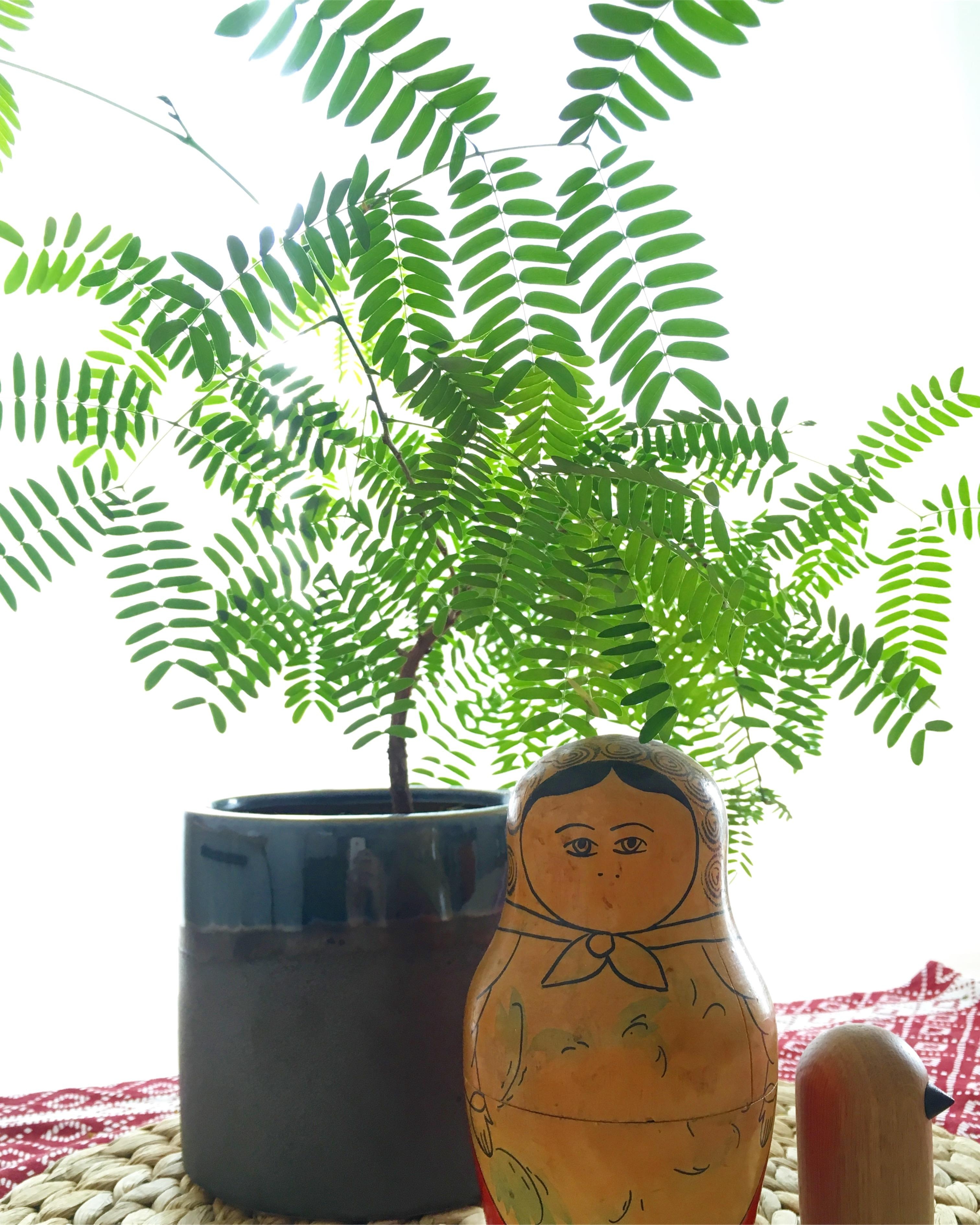 Ich liebe es aus dem Urlaub Samen mitzunehmen – so wie diese Tamarinde aus Laos  #plantlove #livingchallenge 