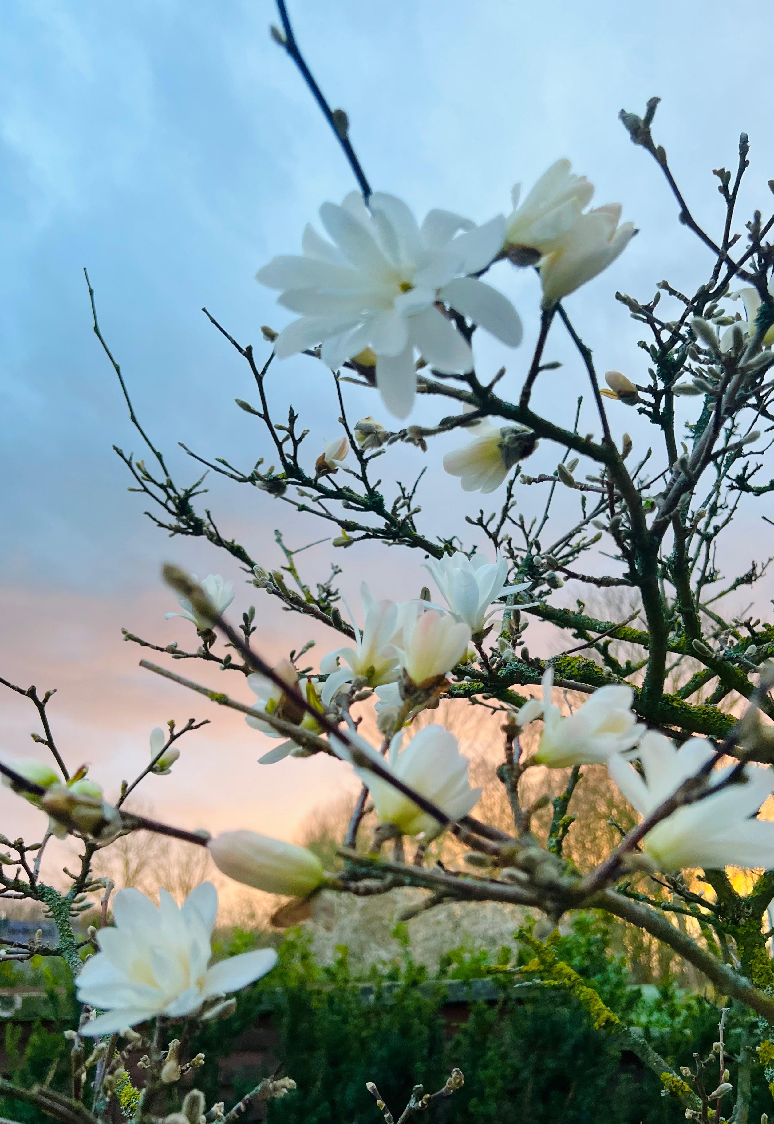 Ich liebe #Magnolien ❤️

 #Garten #Landleben #Landhausgarten #Frühling #Lichtstimmung
