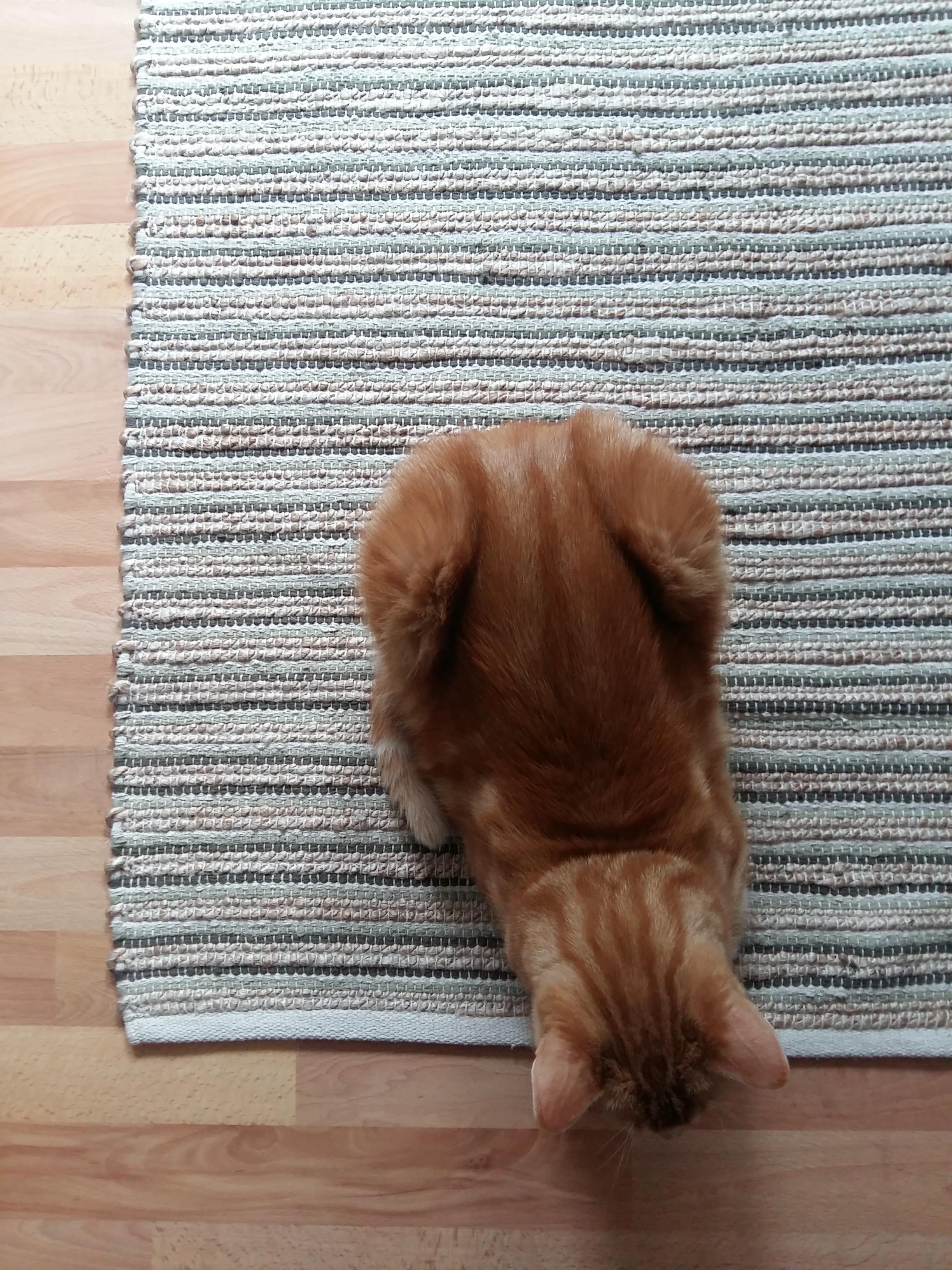 ich liebe meinen neuen #Teppich im Schlafzimmer! 
#soestrenegrene #cat