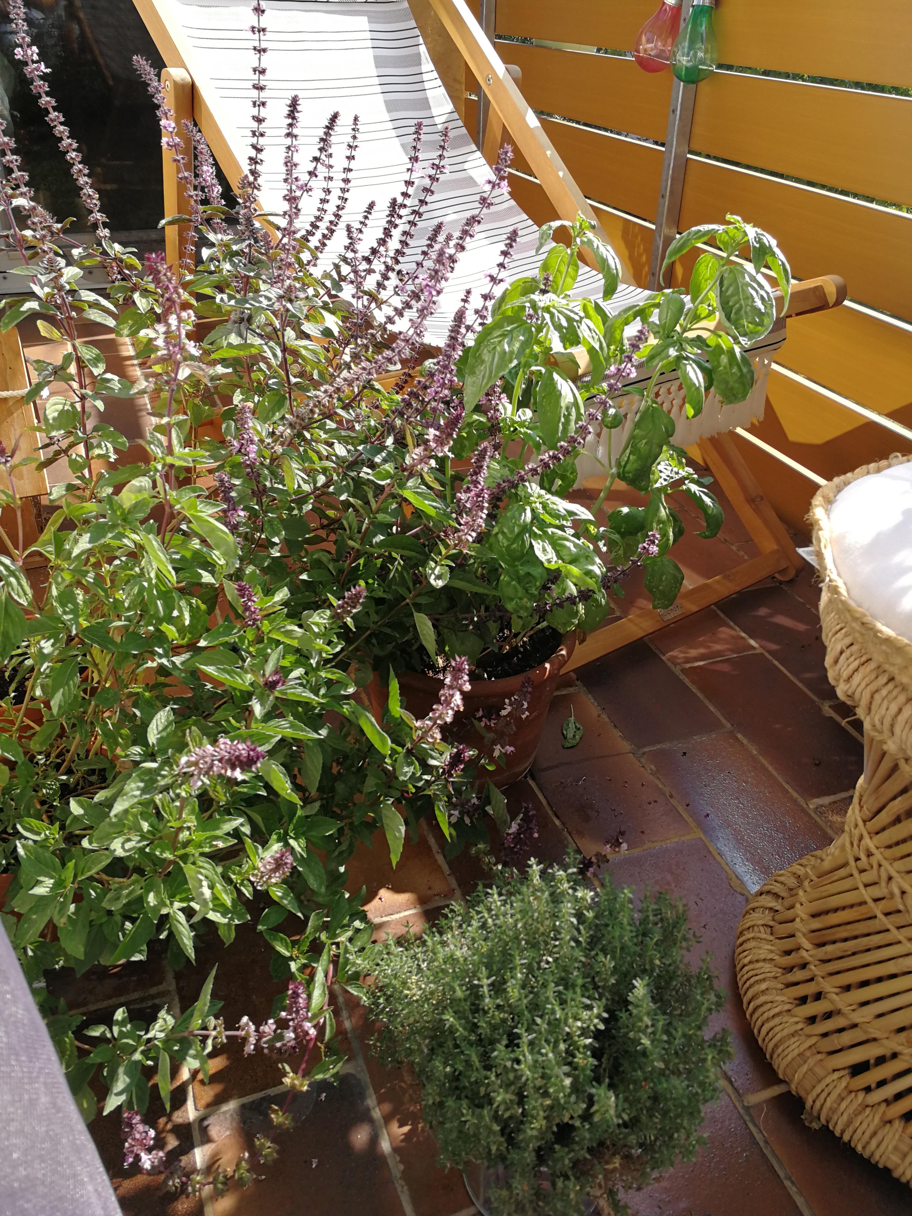 Ich liebe Sonntage ☺️
#sundays #balkon #pflanzenliebe #spätsommer