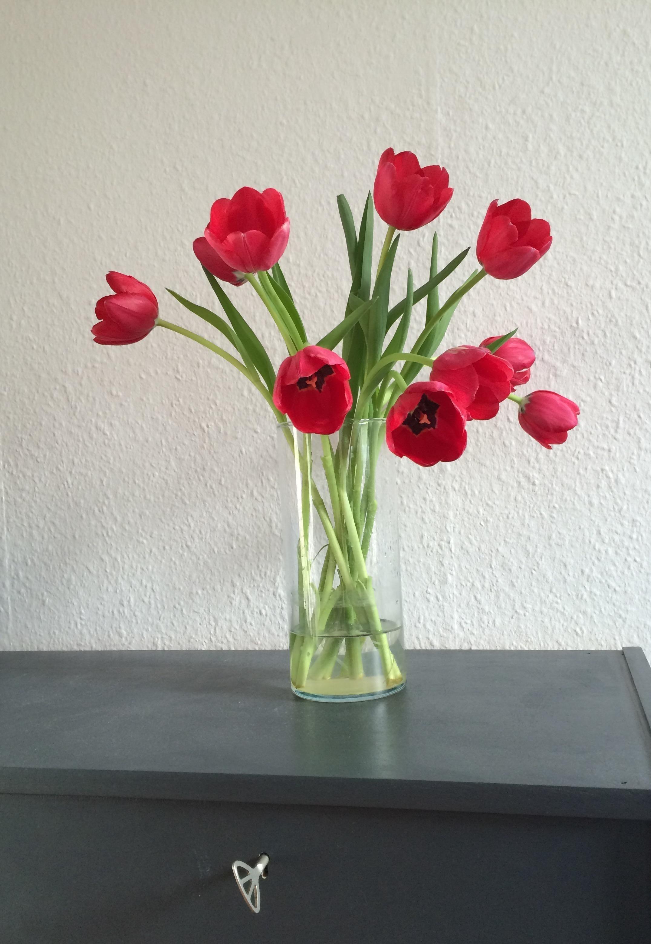 Ich liebe Tulpen einfach ❤️ #tulpen #blumen #blumenliebe #frühling
