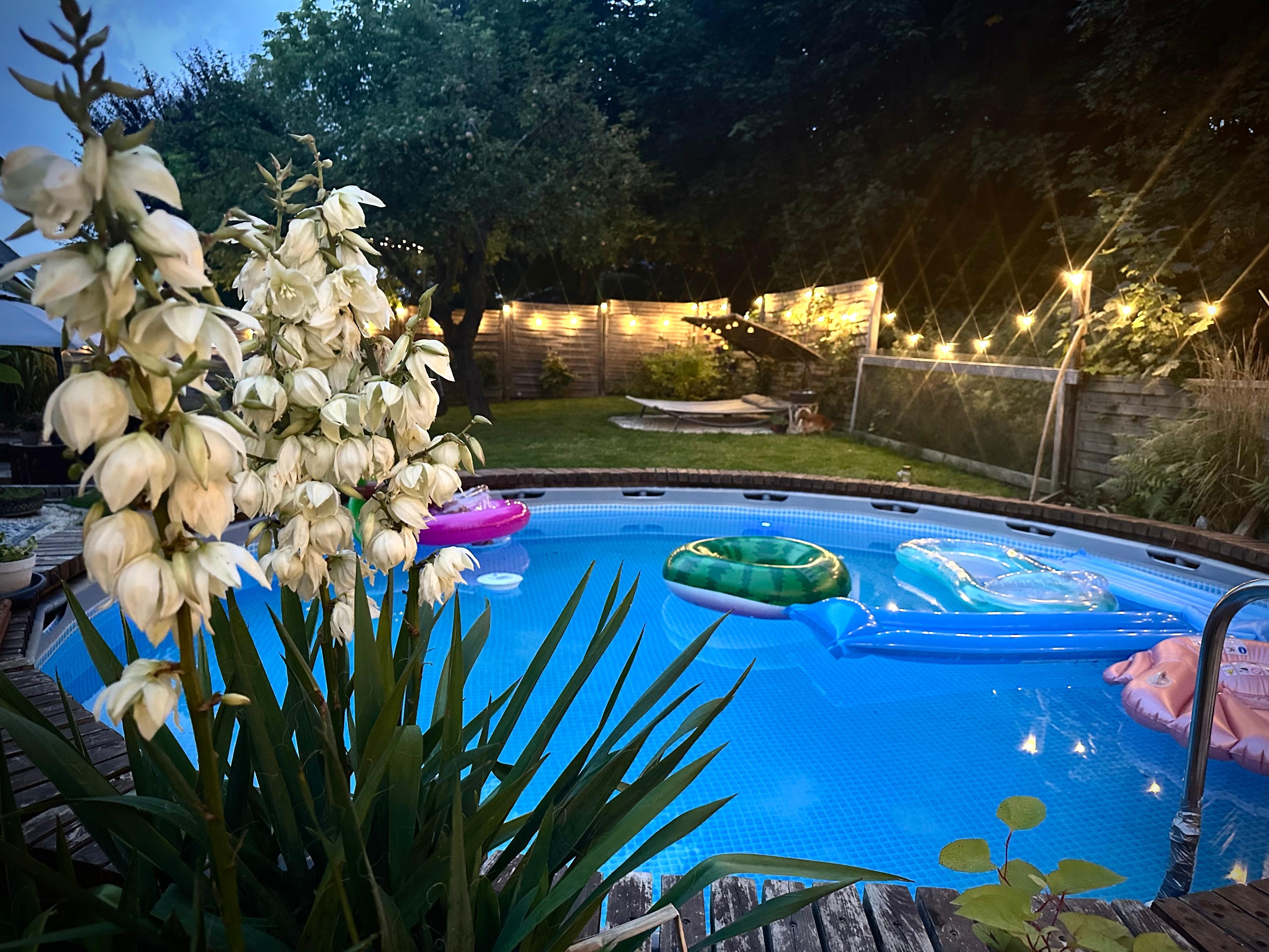Ich liebe unseren Garten 🪴 

#wieimparadies #eigenheim #garten #pool #hygge #lichtermeer #palmlilie #sommer #couchliebt 