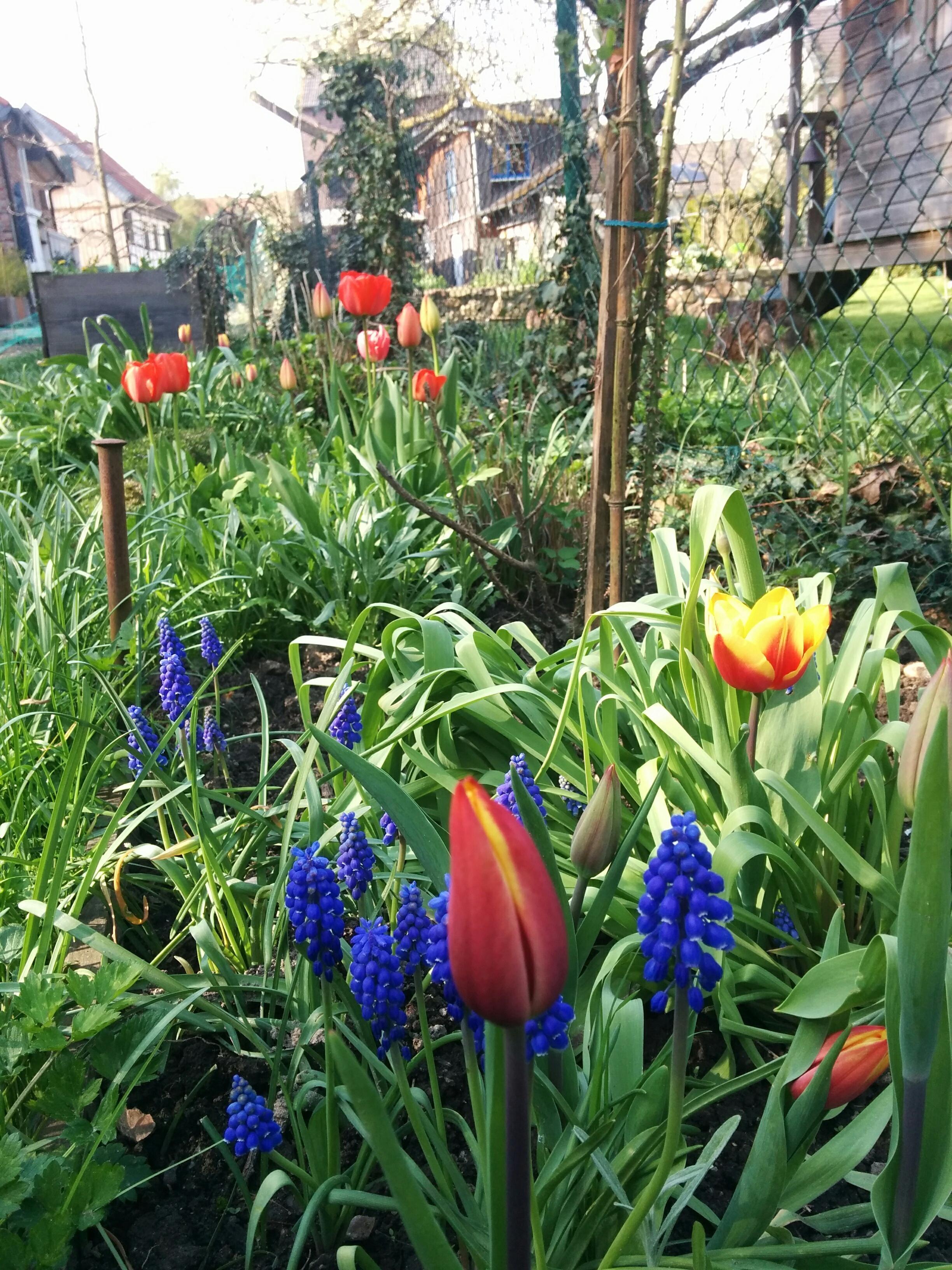 Ich liebe unseren Garten
#spring #flowers #gardenlovers #sun