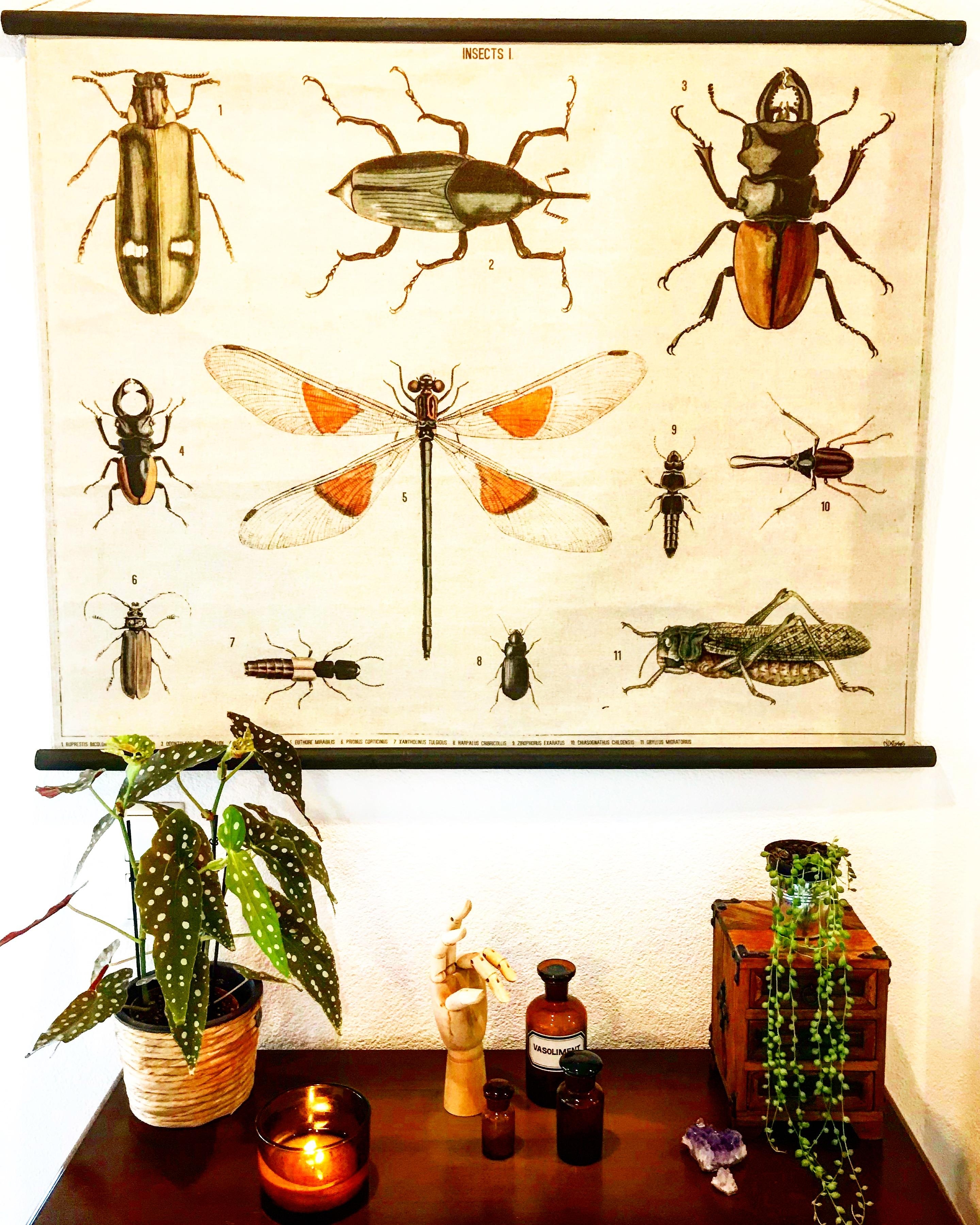 Ich mag diese Wandkarten total gerne 😍 🌵🐞🐛
#vintage #midcentury #botanic