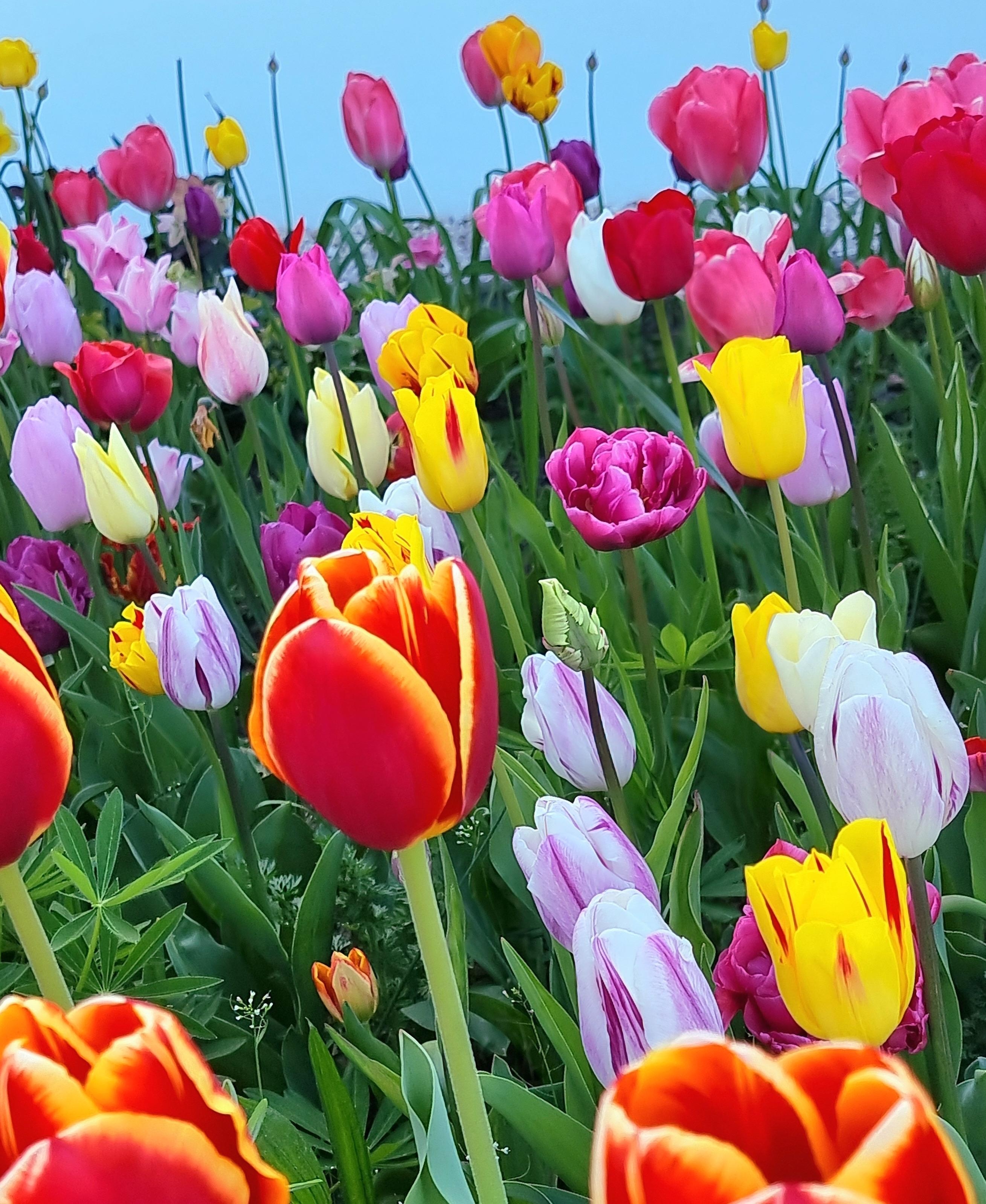 Ich nenn es mal #Tulpomania 🩷💛❤️ #Blumenliebe #Natur #Tulpen #Garten #Frühling #Colourful #Osterzeit #Greenliving #Spring #Pflanzenliebe 