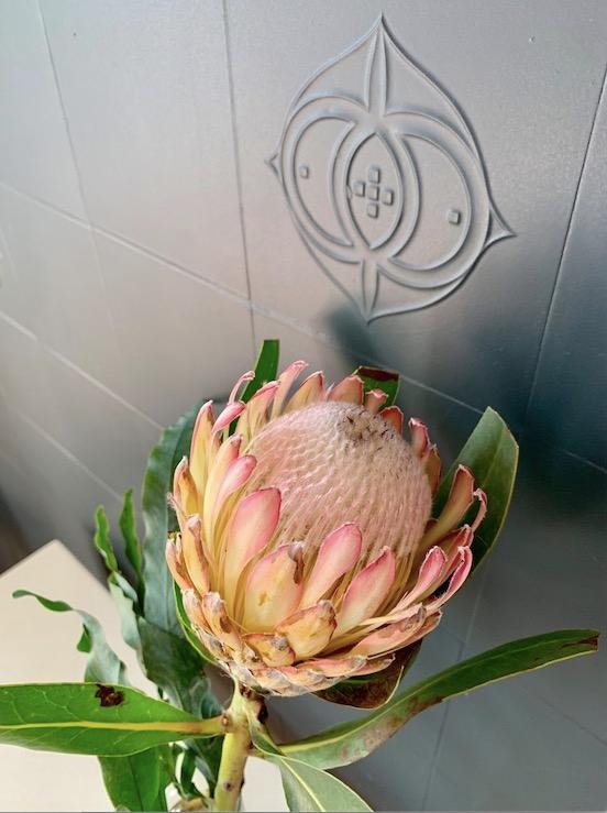 Ich schließe mich @monochromeblondie an - Happy #freshflowerfriday mit dieser #protea! 🌺