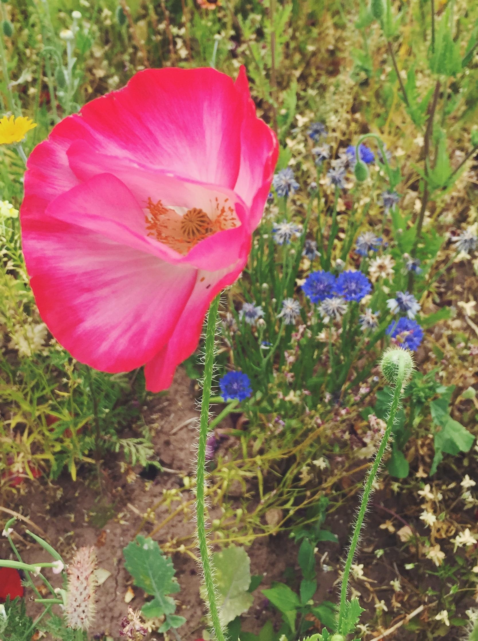 Ich wünsche euch einen schönen Mohntag 😉😉 #mohn #sommerblumen #wildblumen #sommer