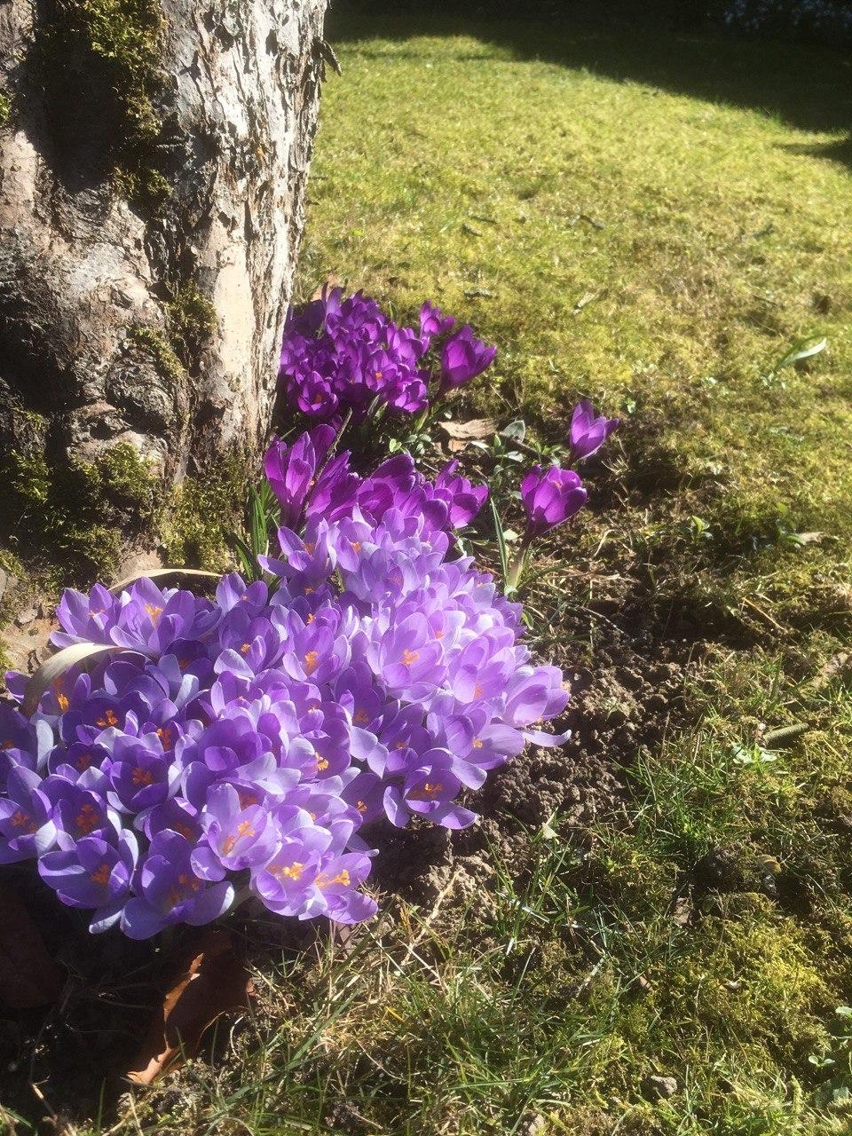 Im Garten ist schon der #Frühling eingezogen.

#Frühlingsblumen #Springmood #garten #frühlingsgarten #blumen #spring