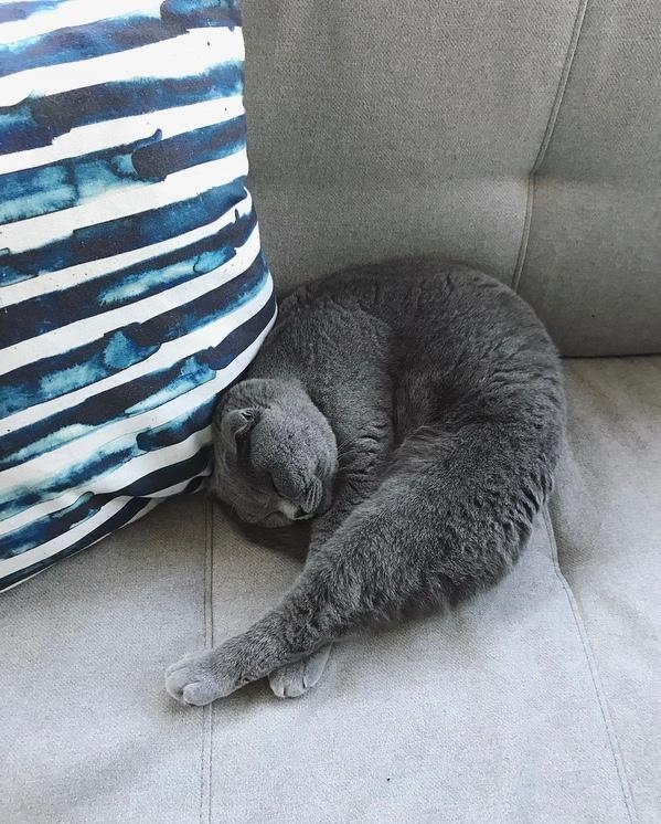 Im nächsten Leben werd ich Katze. Definitiv. 
#couch #grau #scottishfold #einfachflauschig