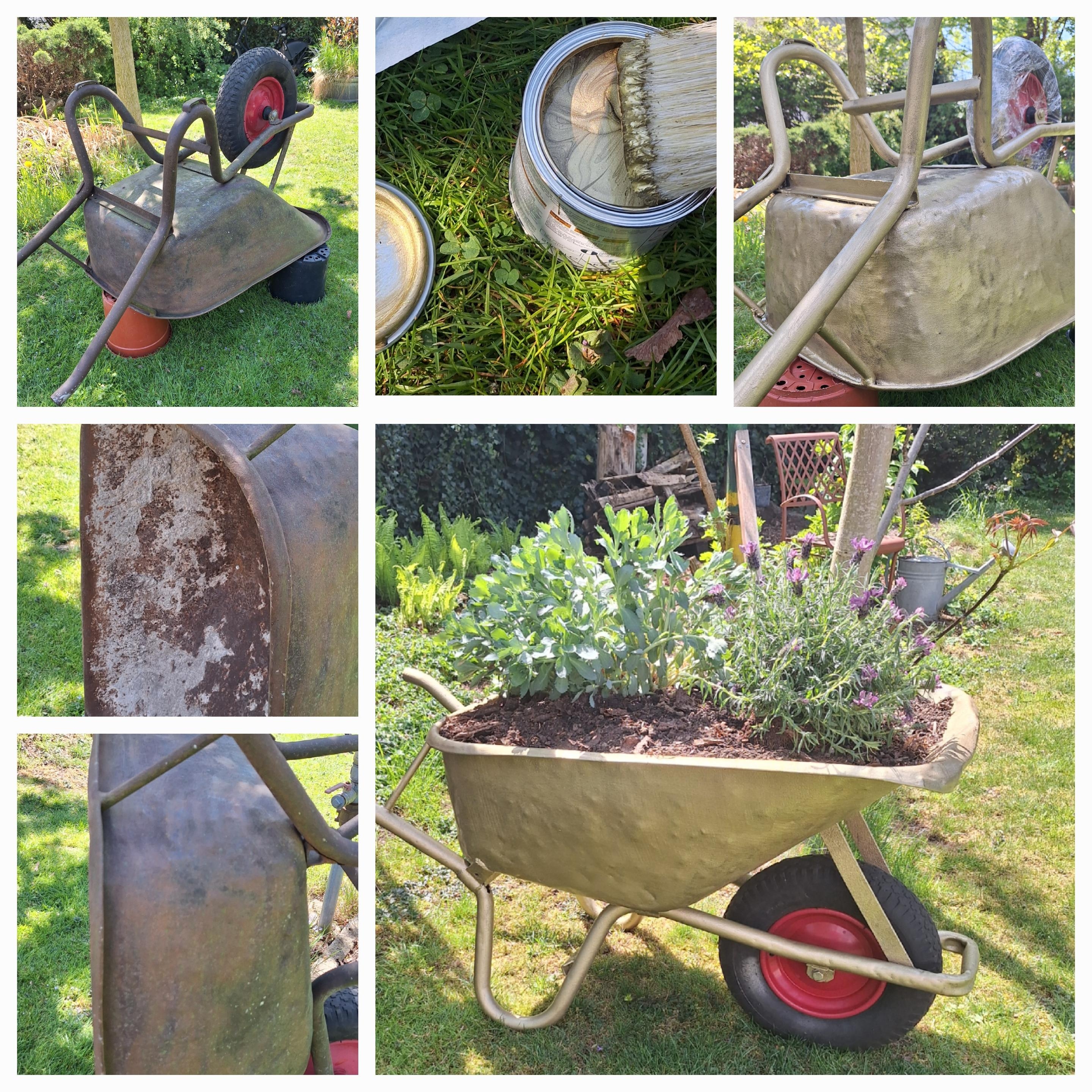 .Im neuen Glanz.
#alteSchubkarre #alteSchubkarredarfbleiben #Glamour #GlamourimGarten #GoldstattPink #warumnicht #Lavendel #FetteHenne #Sedum