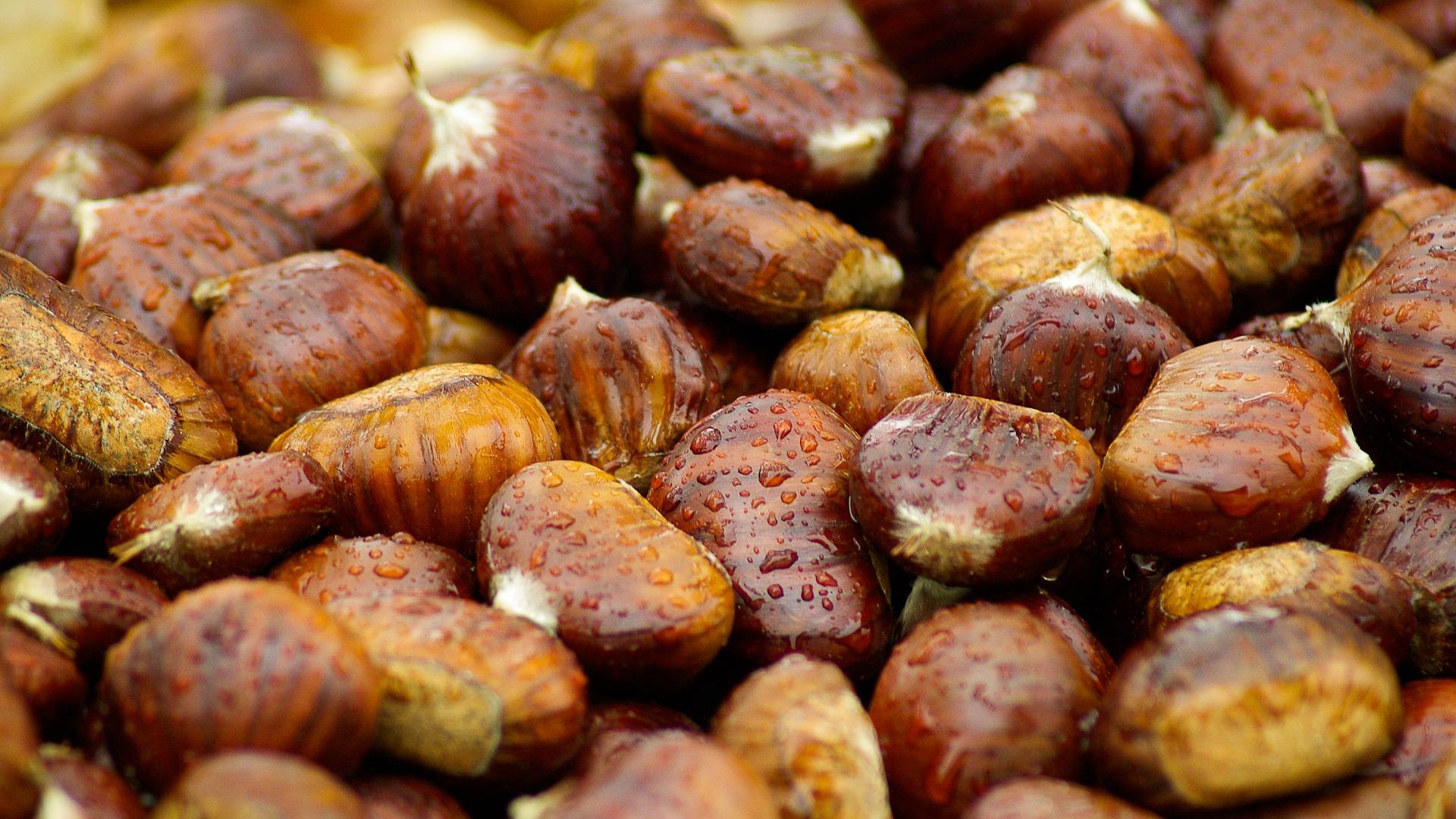 Im Wald Kastanien sammeln
