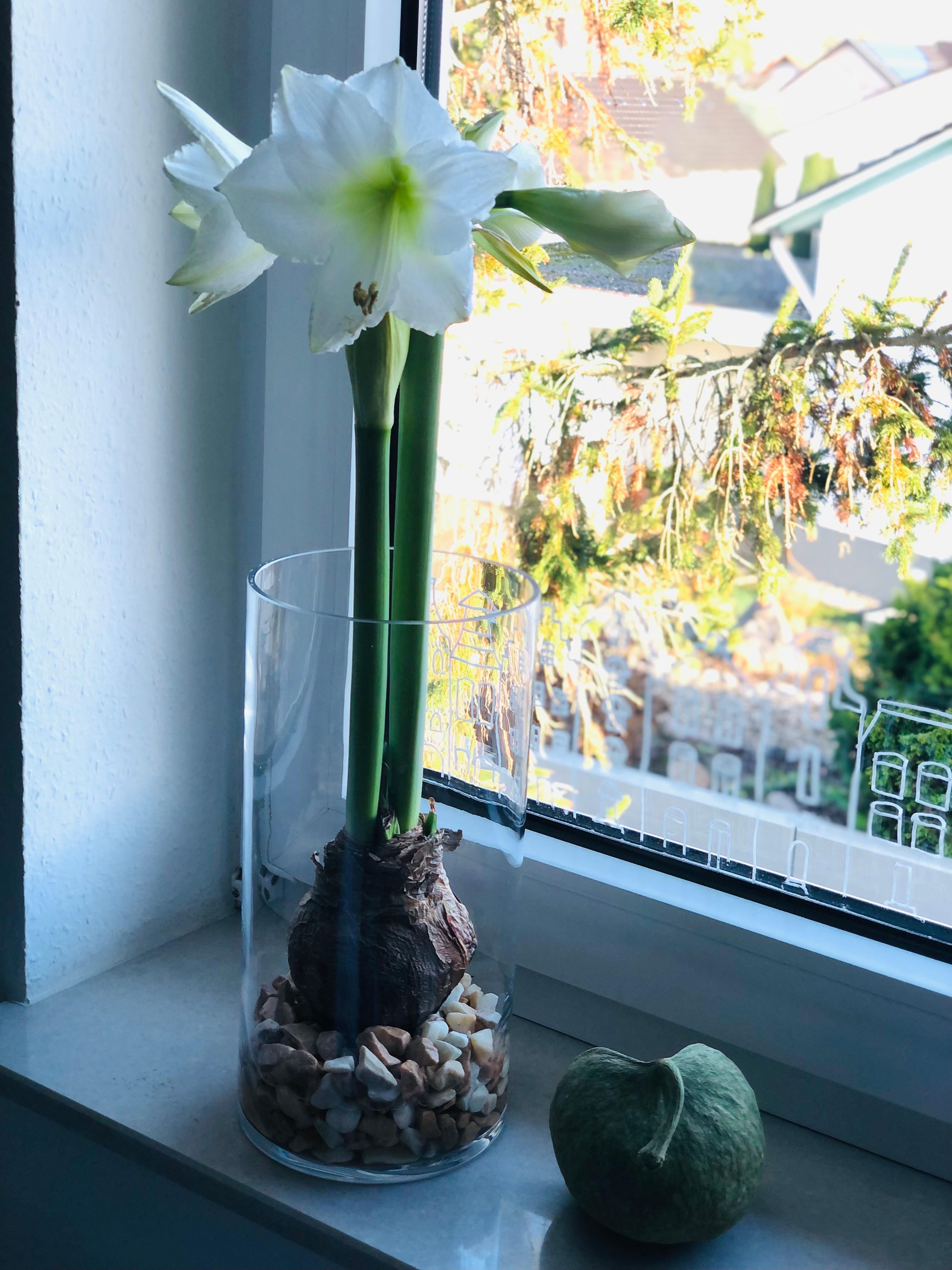 In bloom. #amaryllis #simplicity 
