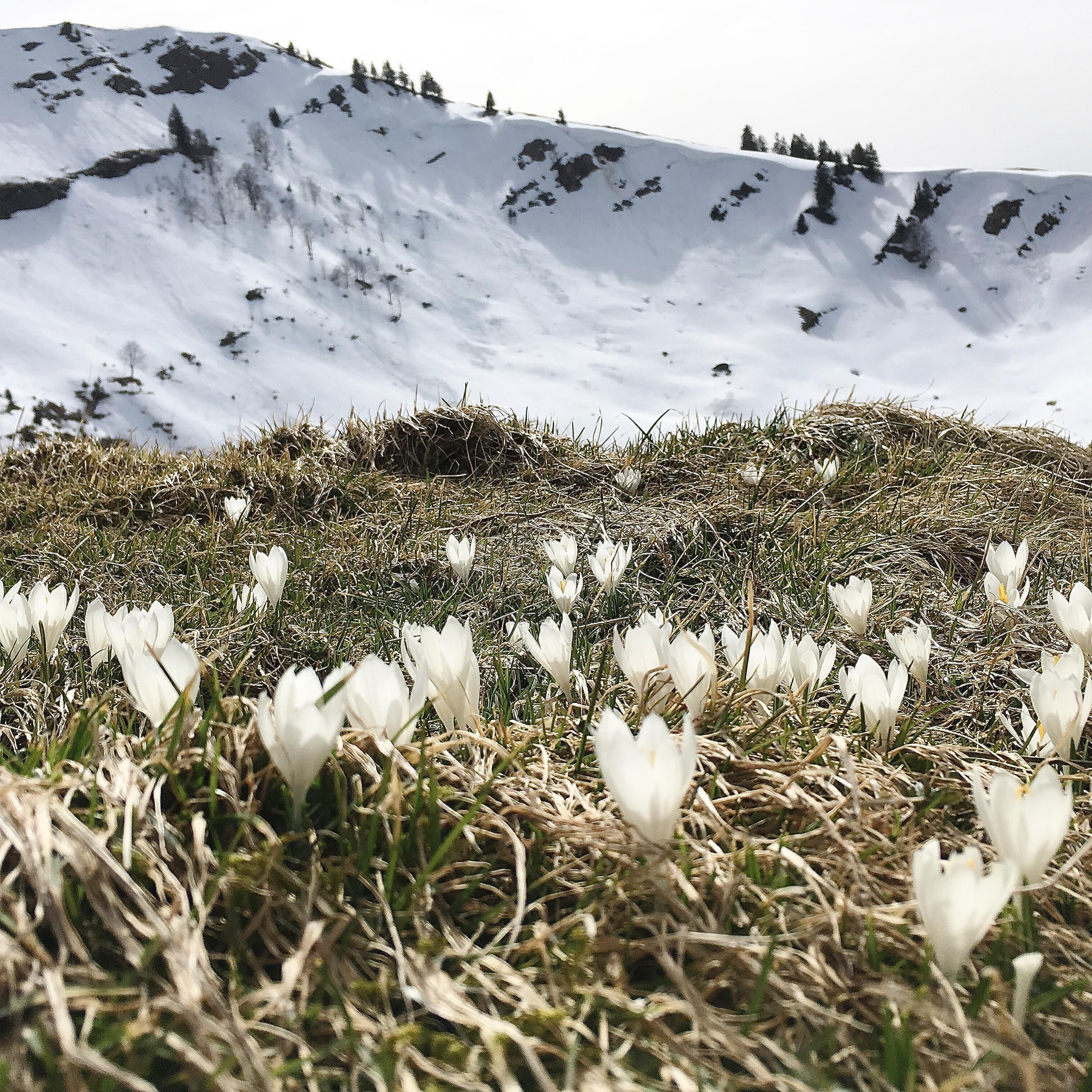 in den Bergen macht der Schnee dem Frühling platz
#schweiz #krokusse #hochalp