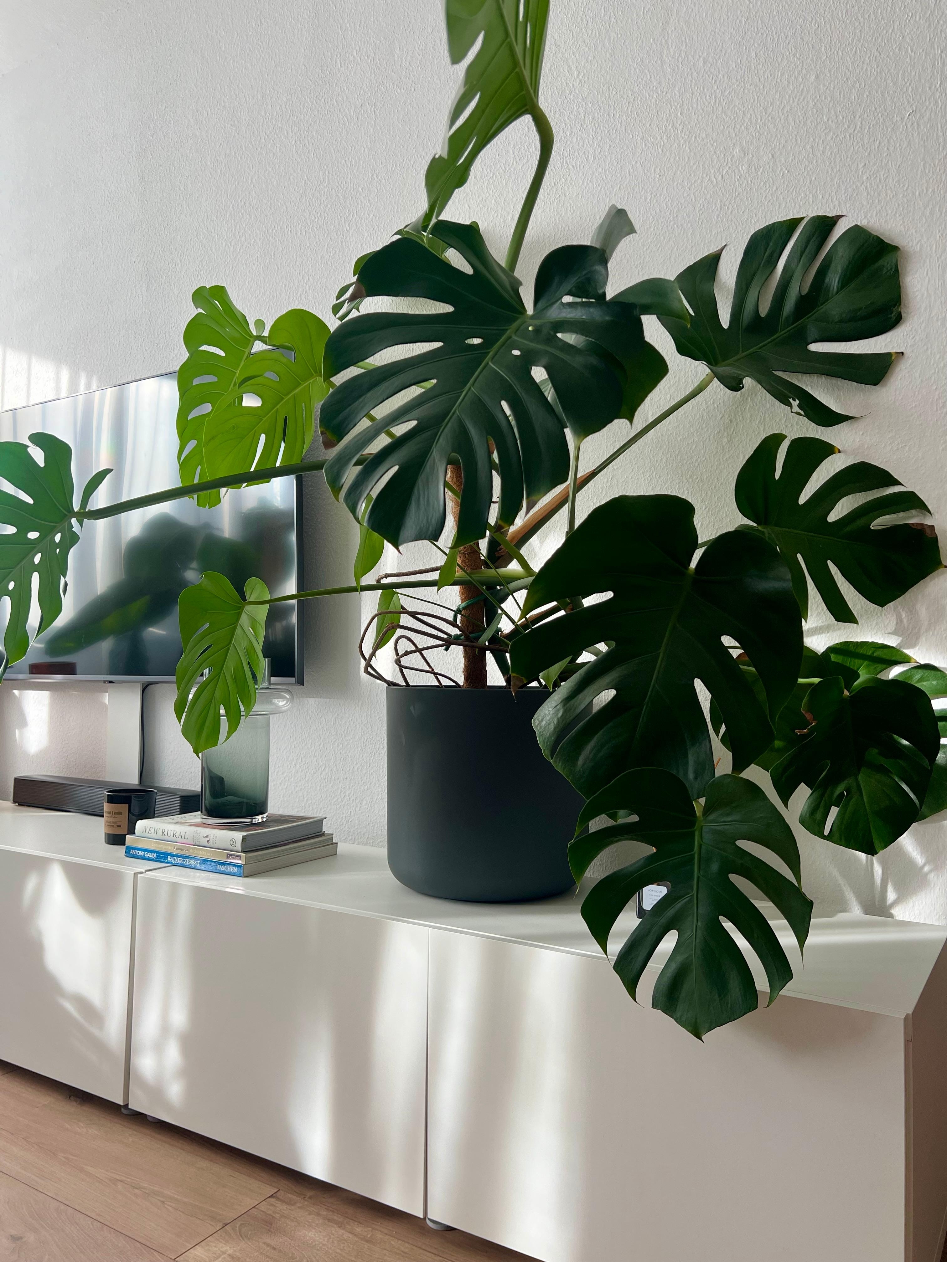 In Hamburg scheint endlich mal die Sonne 🤗 #monstera #ikea #deko #pflanze #bestå